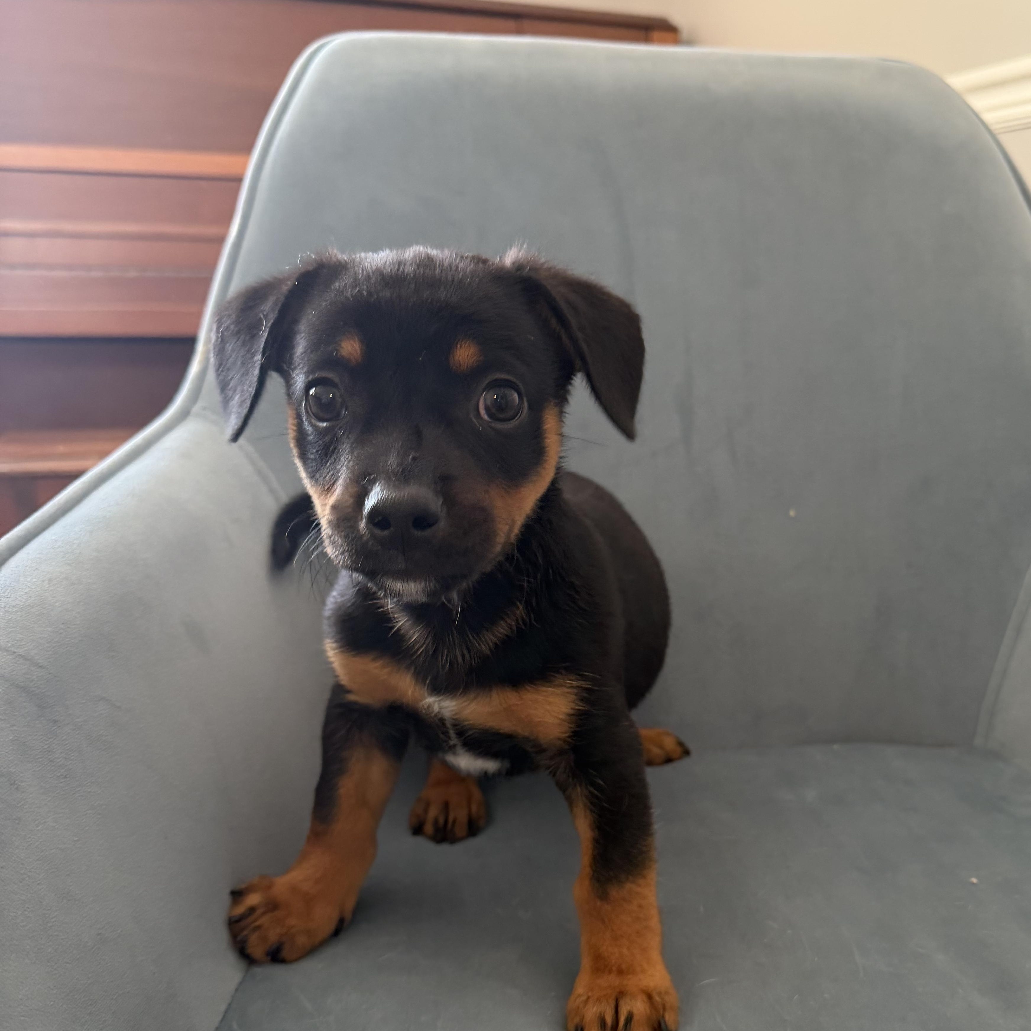 Enlarge Marcello, an adopted mixed breed in Rock Hill, SC image 5/5