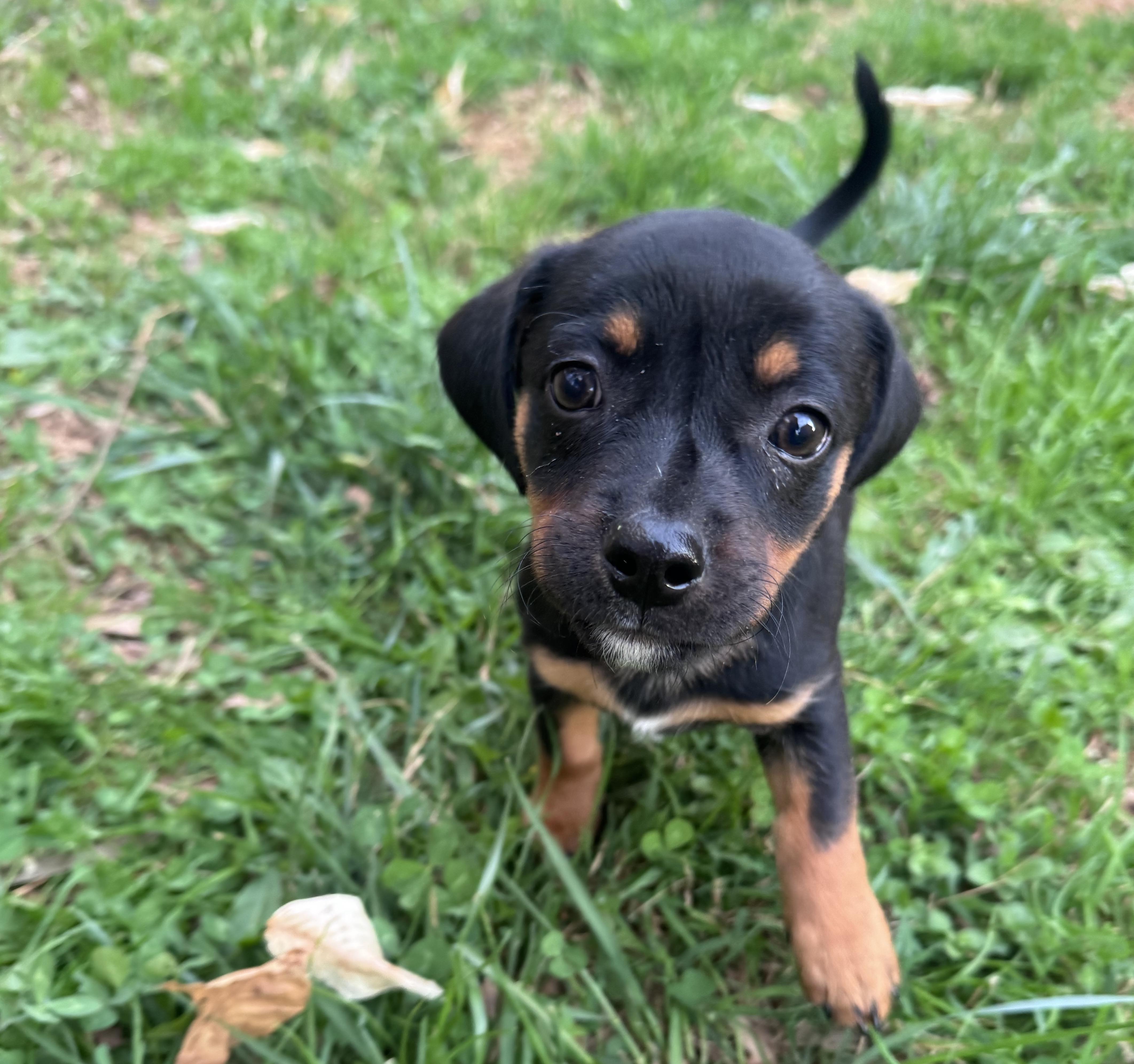 Enlarge Marcello, an adopted mixed breed in Rock Hill, SC image 2/5