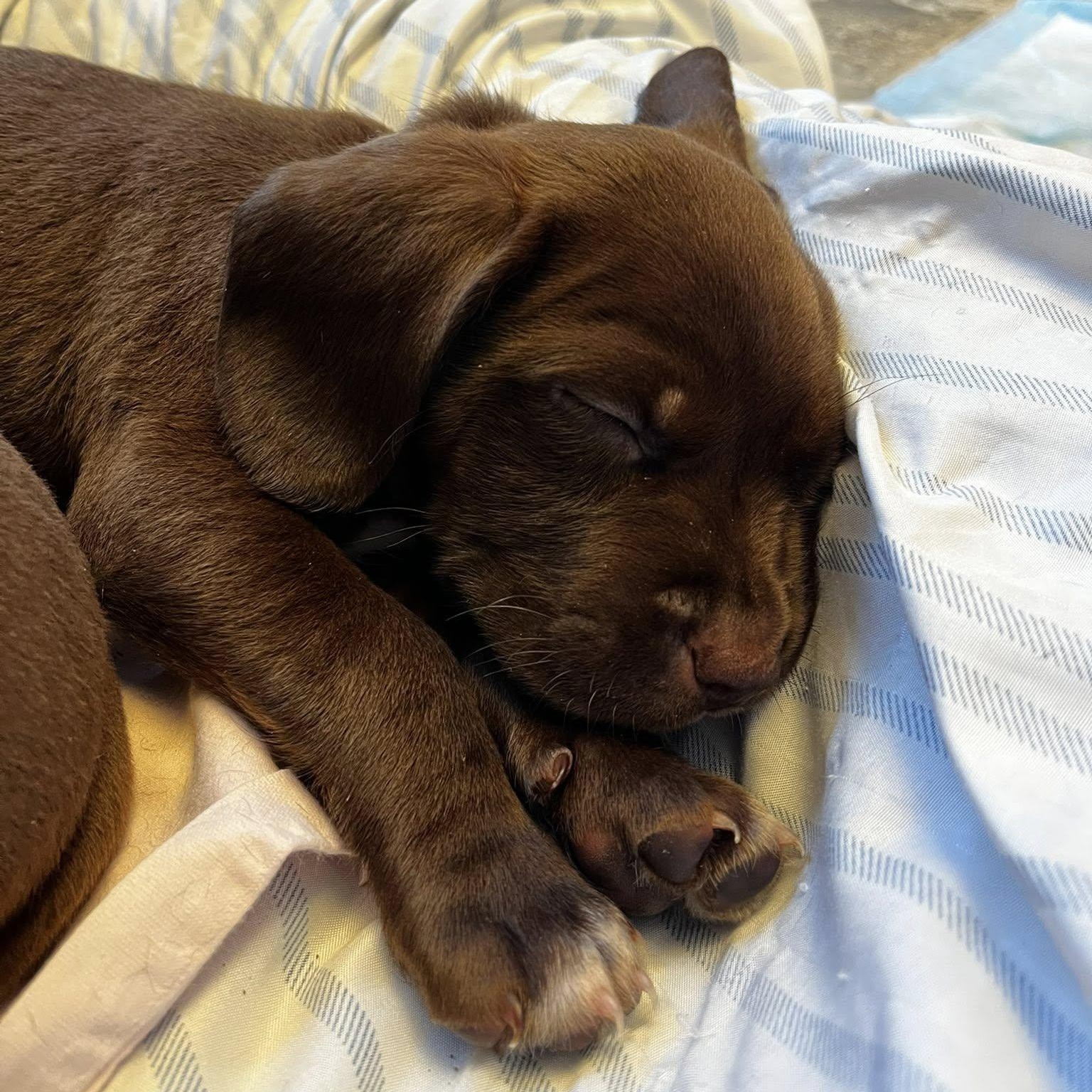 Enlarge Wishbone, a ADOPTABLE mixed breed in Schenectady, NY image 2/2
