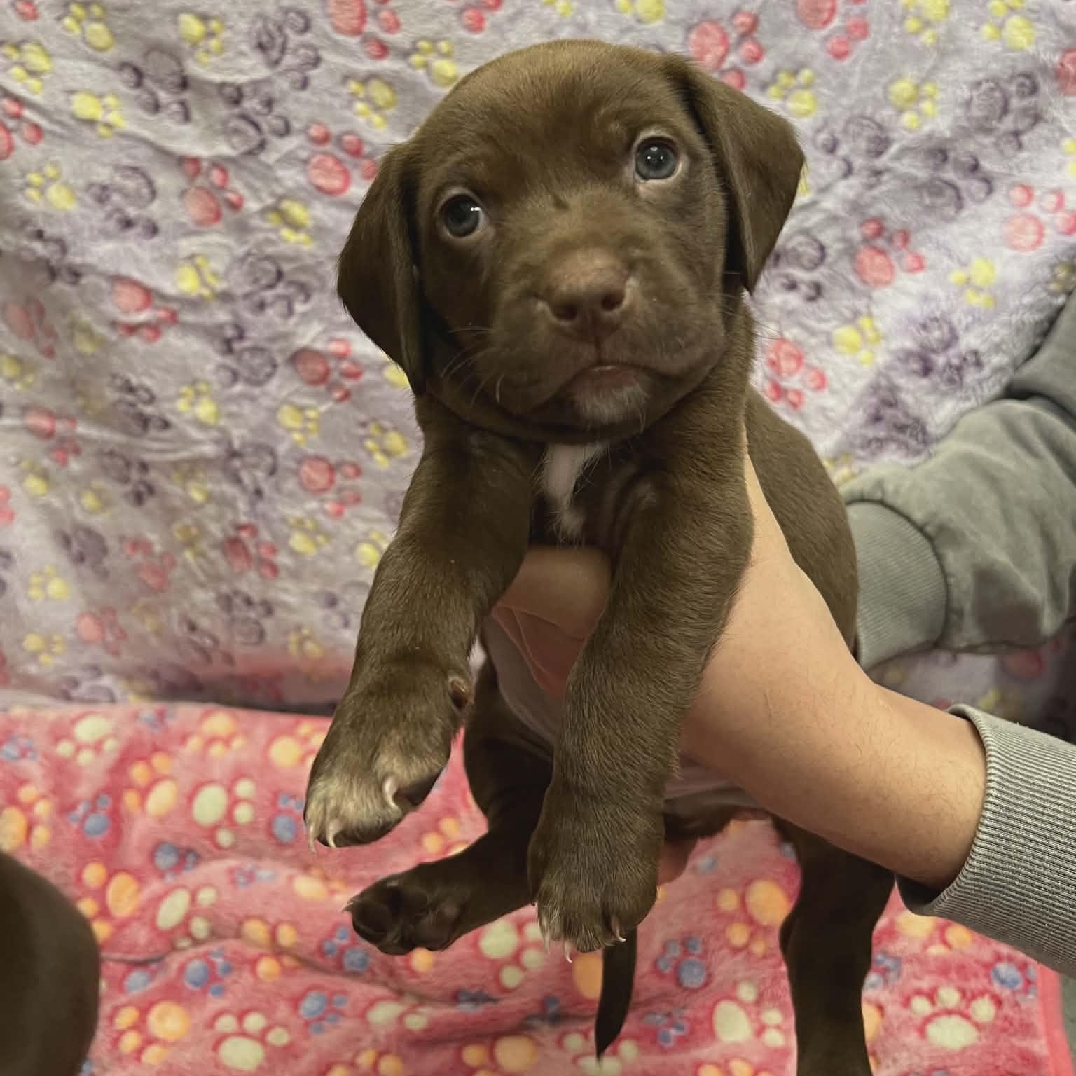 Wishbone, ADOPTABLE, Puppy Male Pit Bull Terrier.