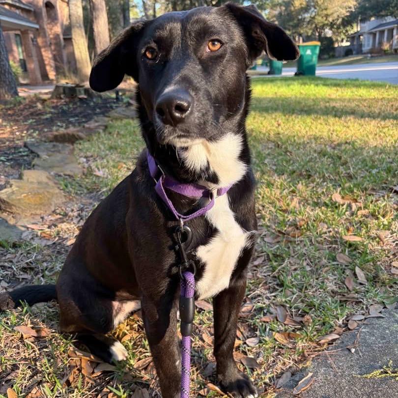 Sugar, Adoptable, Adult Female Labrador Retriever & Mixed Breed.