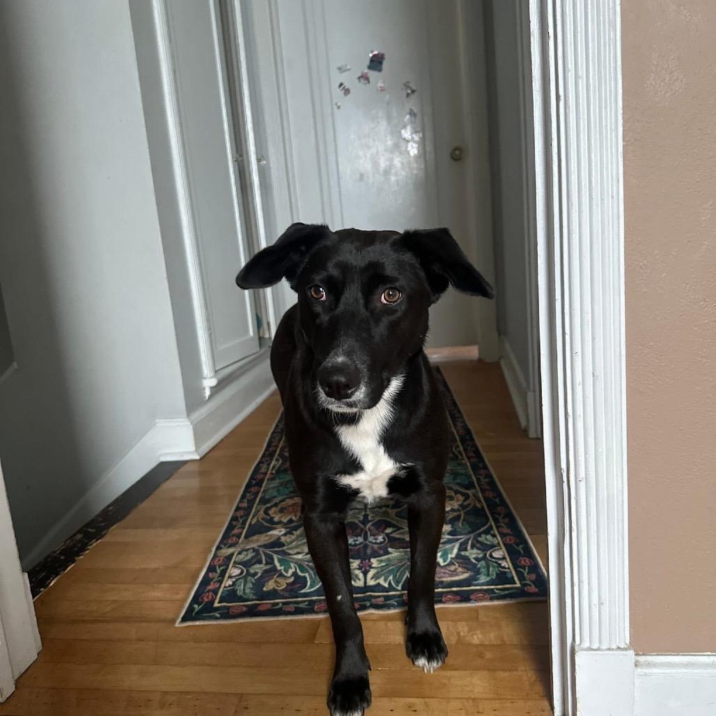 Enlarge Sugar, a Adoptable mixed breed in Tomah, WI image 2/6