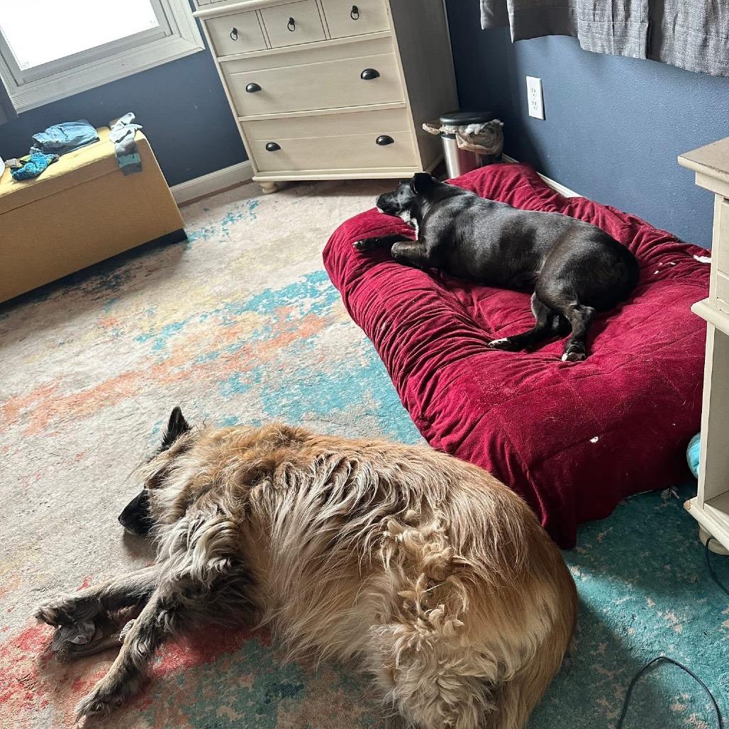 Enlarge Sugar, a Adoptable mixed breed in Tomah, WI image 3/6