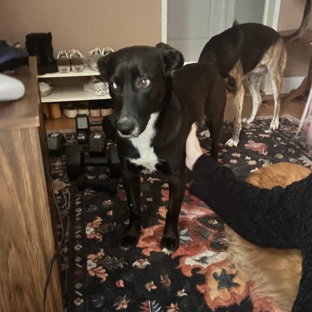 Enlarge Sugar, a Adoptable mixed breed in Tomah, WI image 4/6