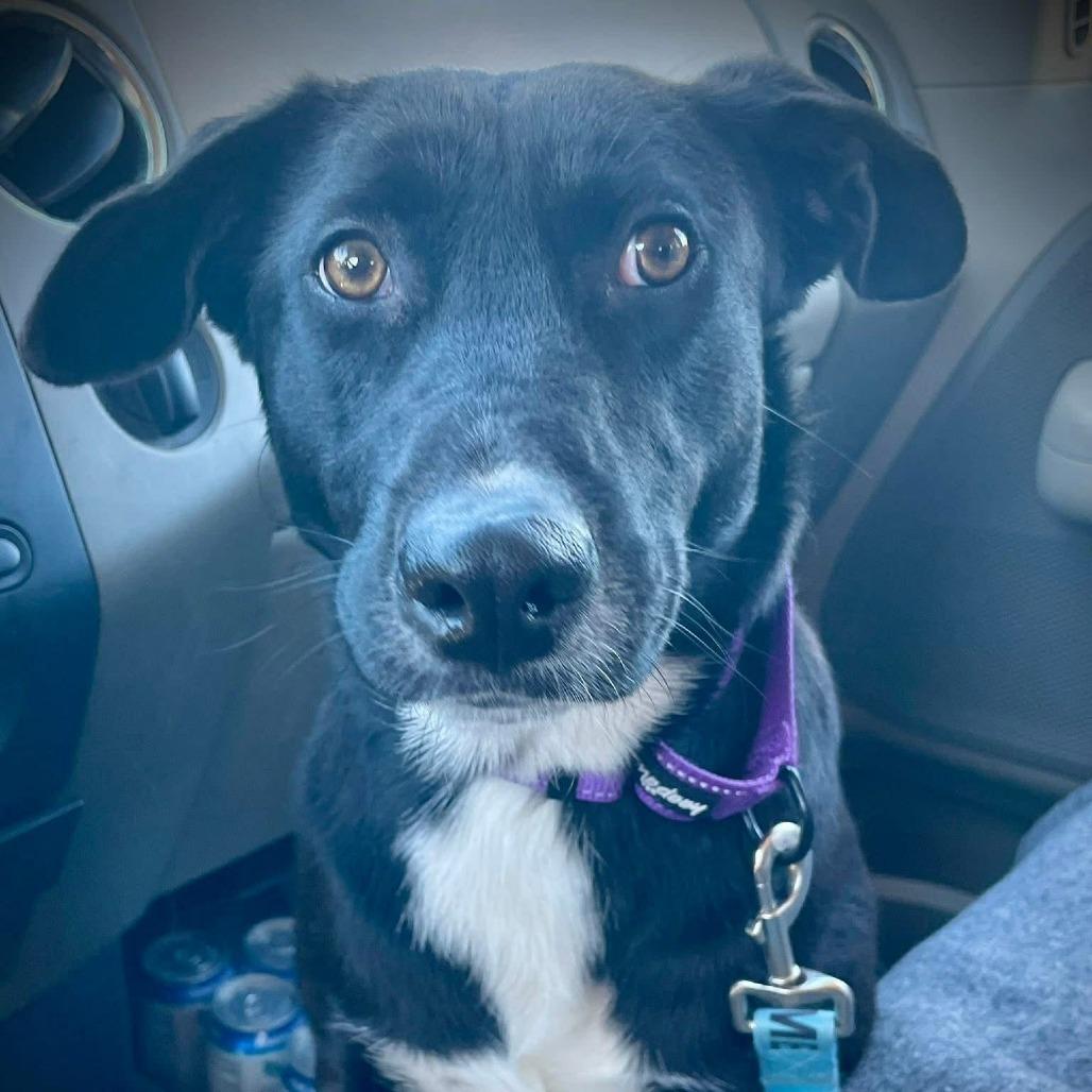 Enlarge Sugar, a Adoptable mixed breed in Tomah, WI image 5/6