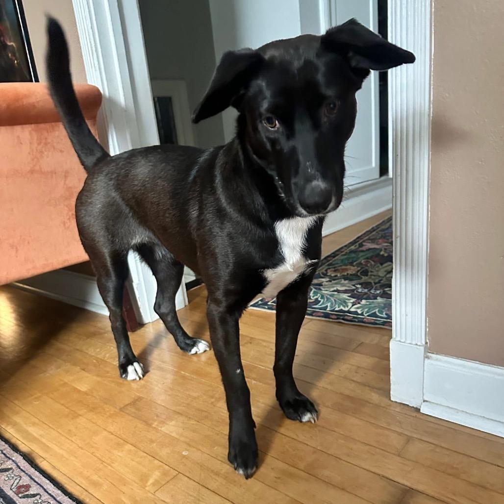 Enlarge Sugar, a Adoptable mixed breed in Tomah, WI image 6/6