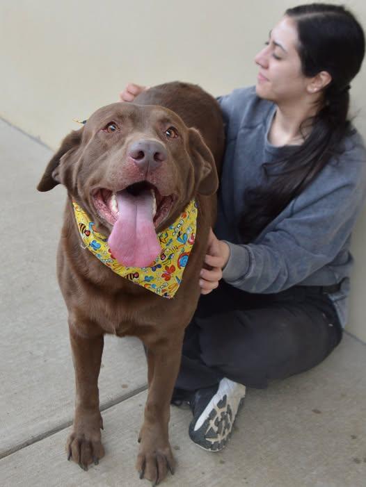 Muddy Buddy, Adopted, Adult Male Labrador Retriever.