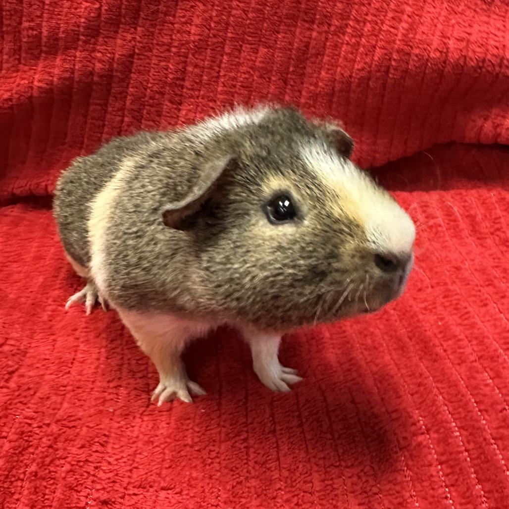 Timo, Adoptable, Young Male Rat & Guinea Pig.