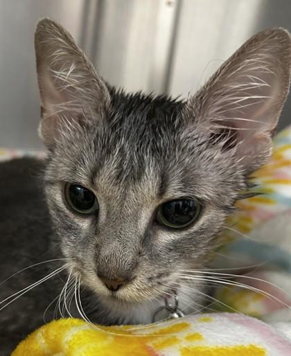 Enlarge Amanda, an adopted Domestic Short Hair in Lansing, MI image 2/2