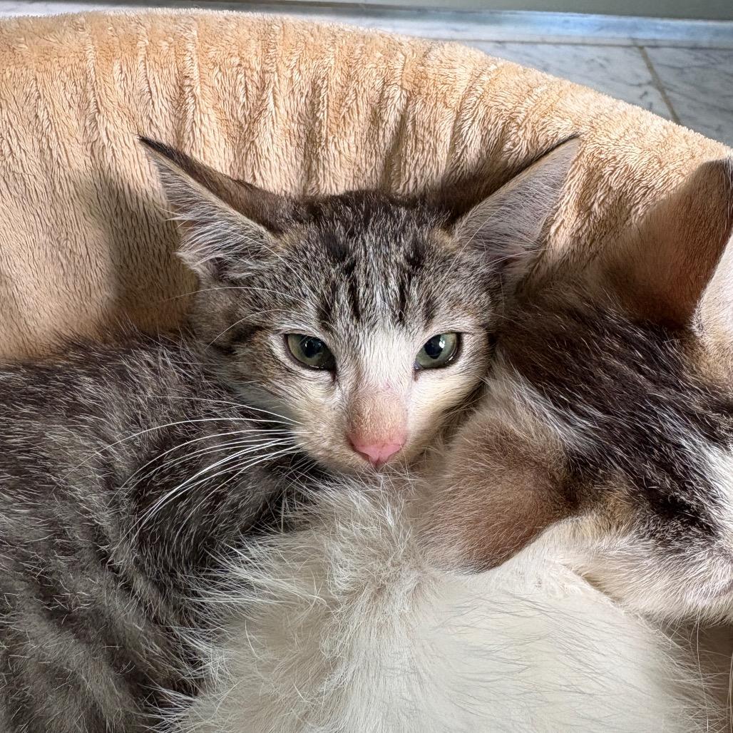 Spruce — thumbnail 2