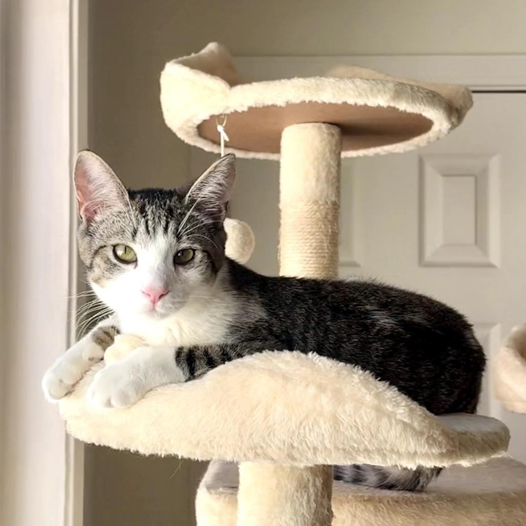 Spruce — thumbnail 3