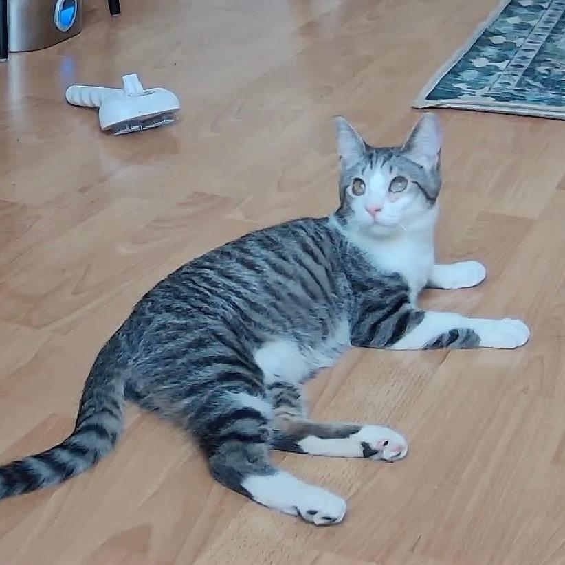 Spruce — thumbnail 5