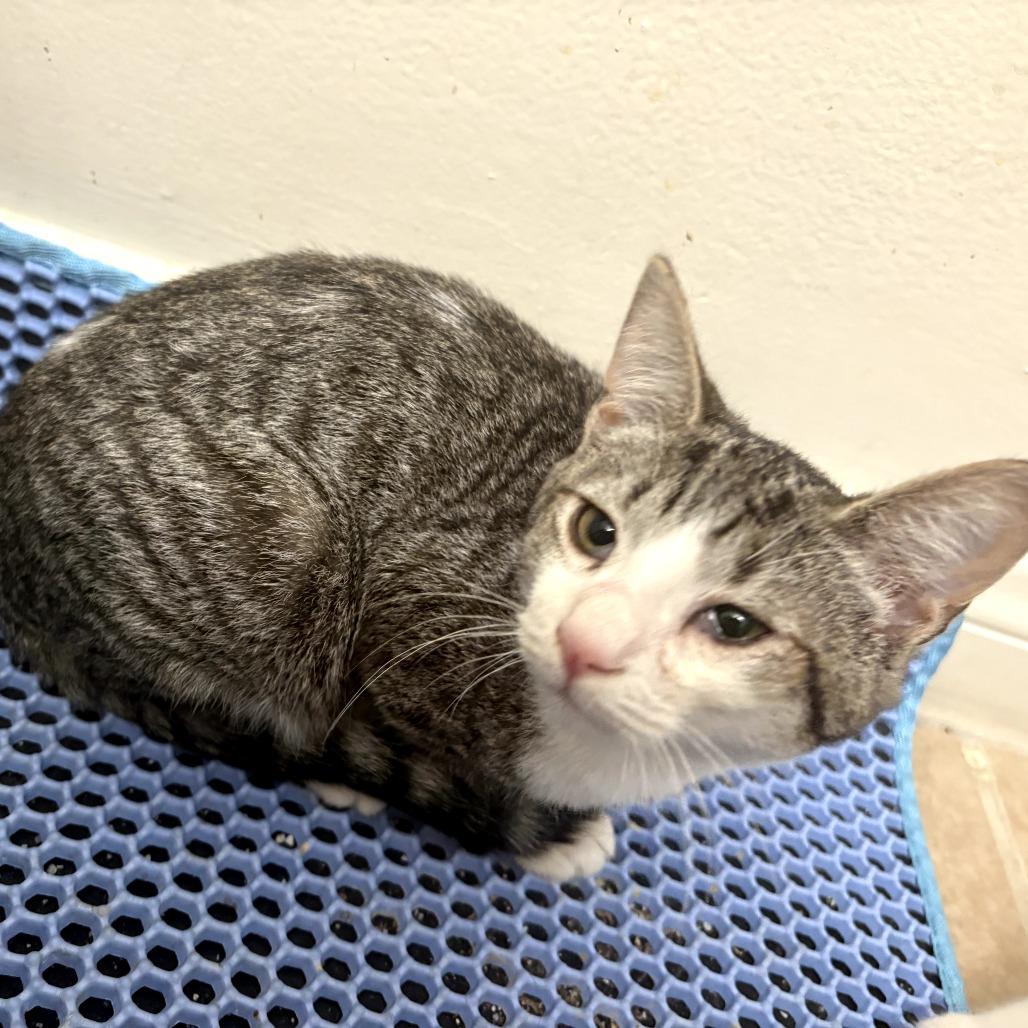 Spruce — thumbnail 6