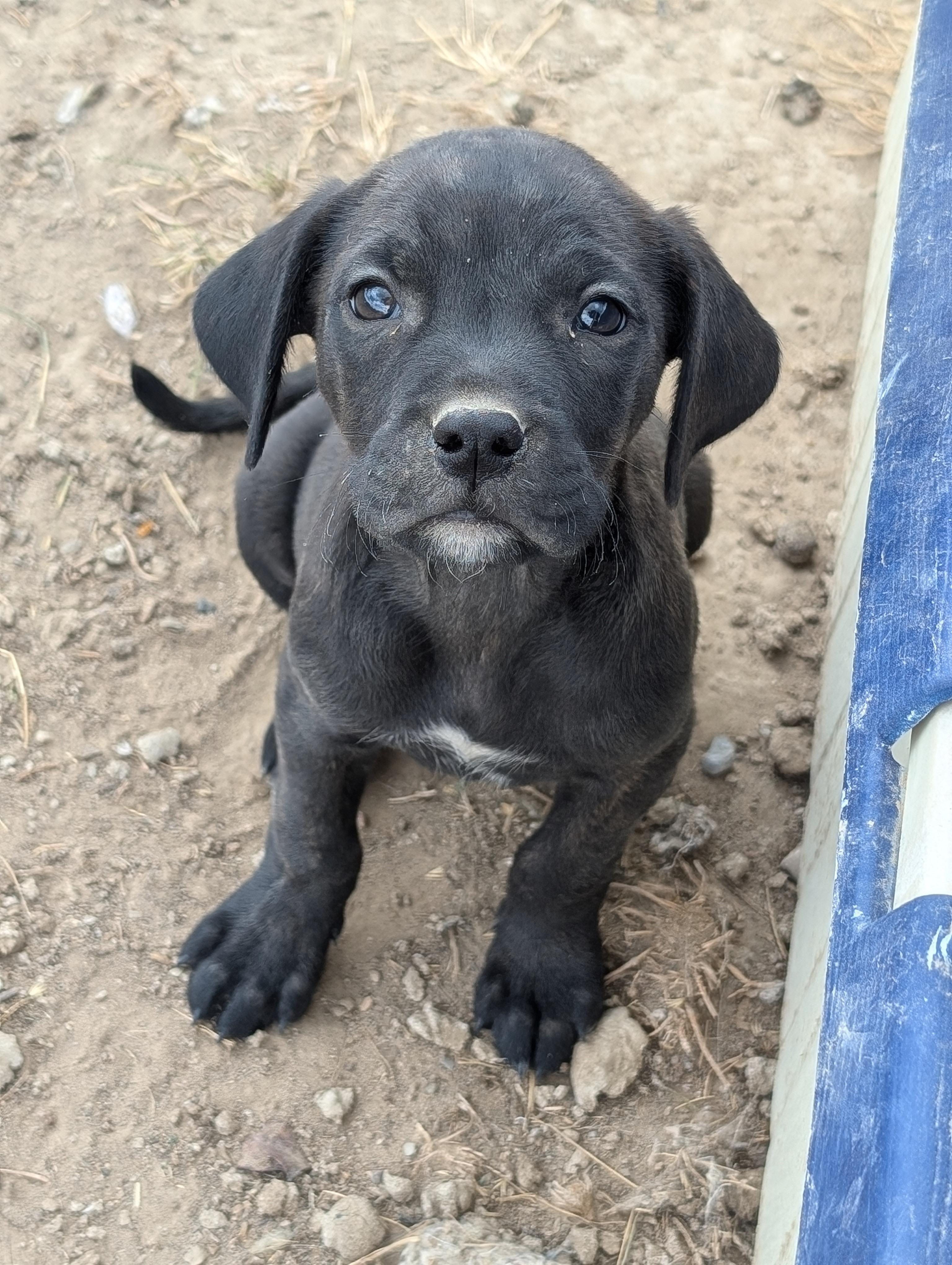 Enlarge Puppy 1, a Adoptable mixed breed in GUERNSEY, WY image 1/1