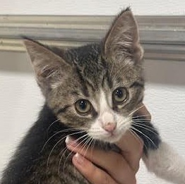 Elvis, an adoptable Domestic Short Hair & Tabby Mix in Richland, MI_image-1