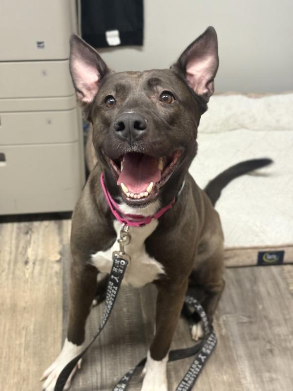 Raina, Adoptable, Adult Female Akita.