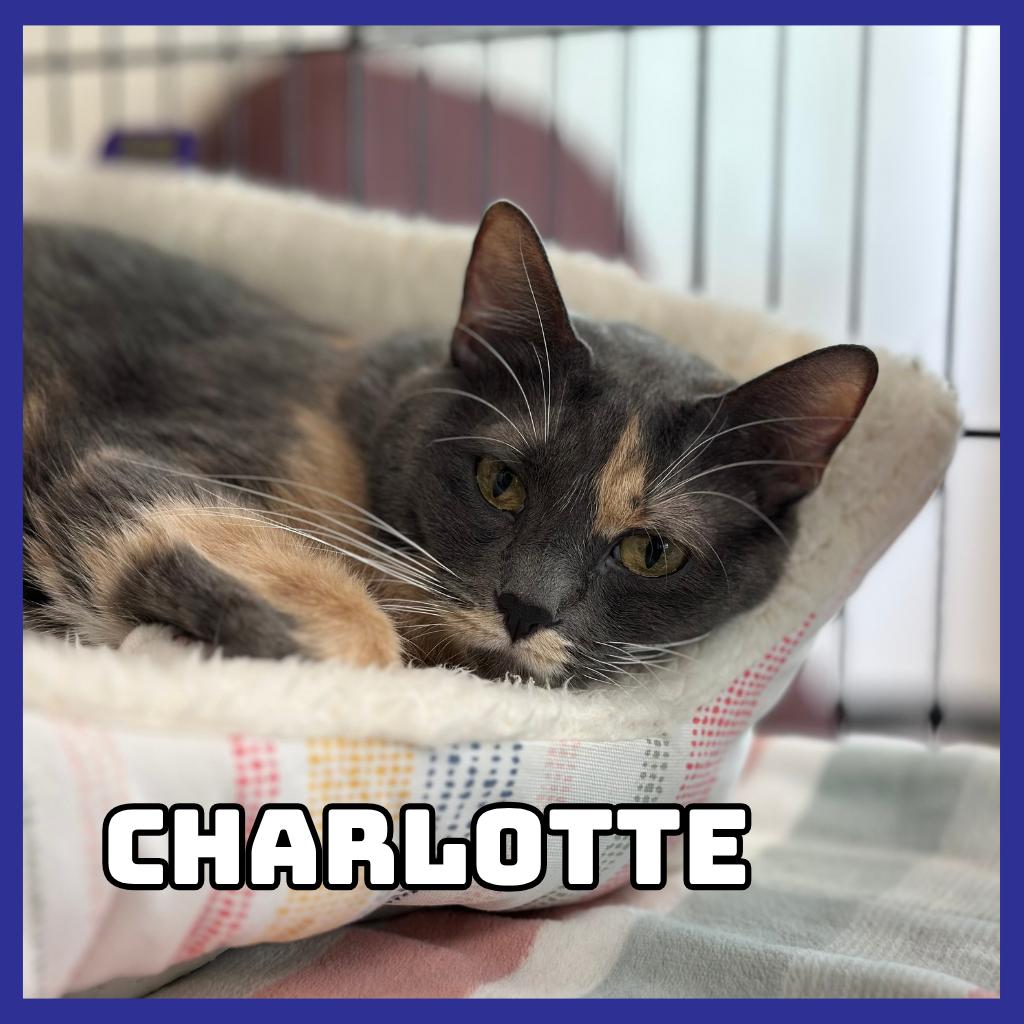 Charlotte, Adoptable, Adult Female Domestic Short Hair.