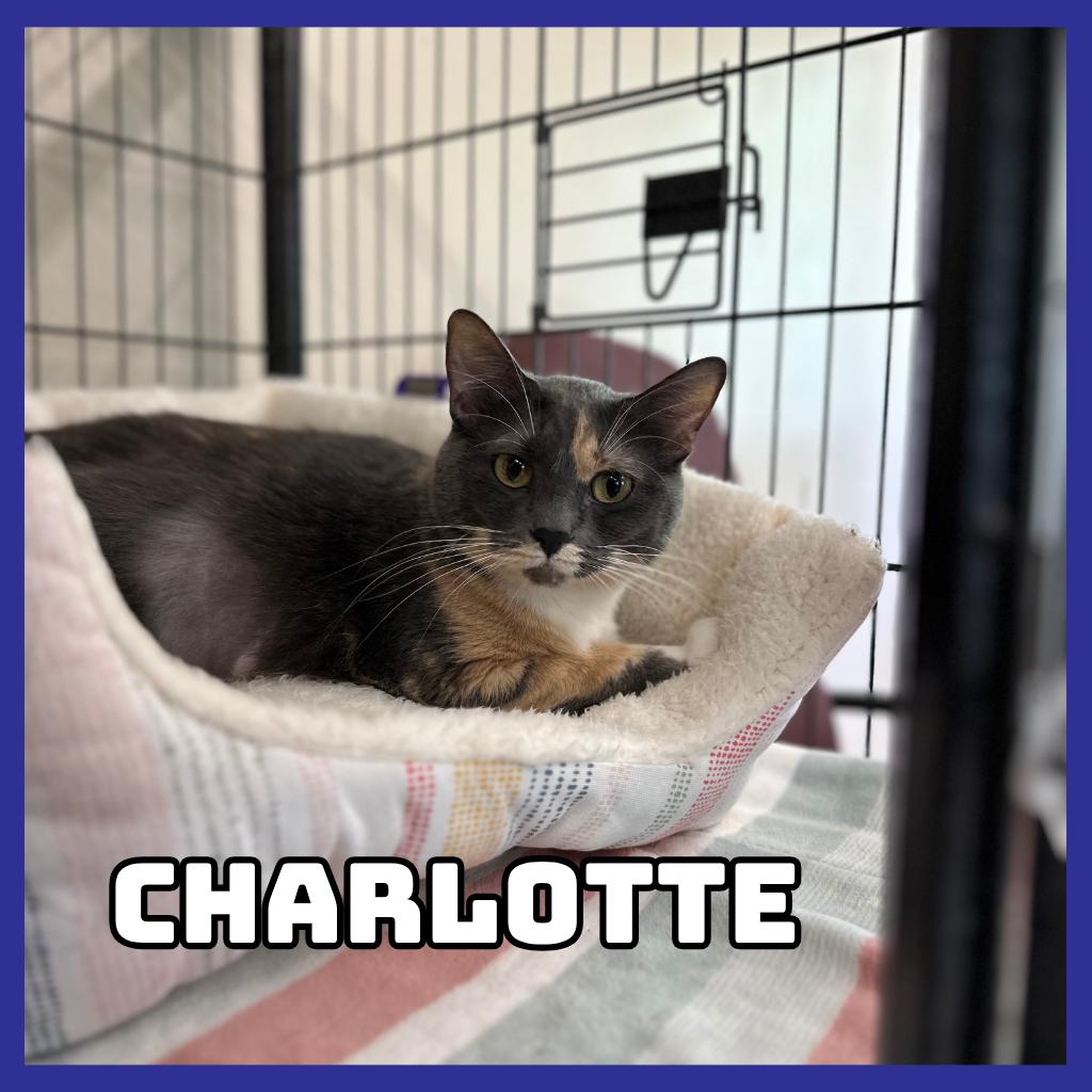 Charlotte, a Adoptable Domestic Short Hair in Glenwood, MN image 2/3