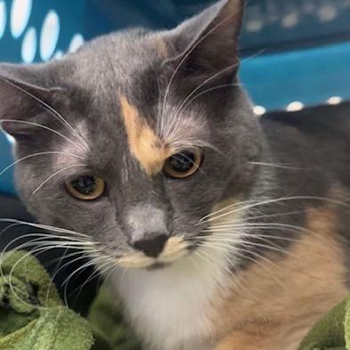Charlotte, a Adoptable Domestic Short Hair in Glenwood, MN image 3/3