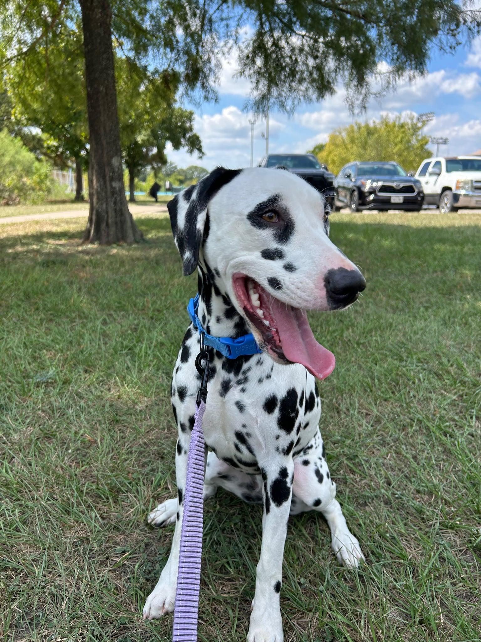 Enlarge Dottie, a Adoptable mixed breed in Albany, NY image 3/6