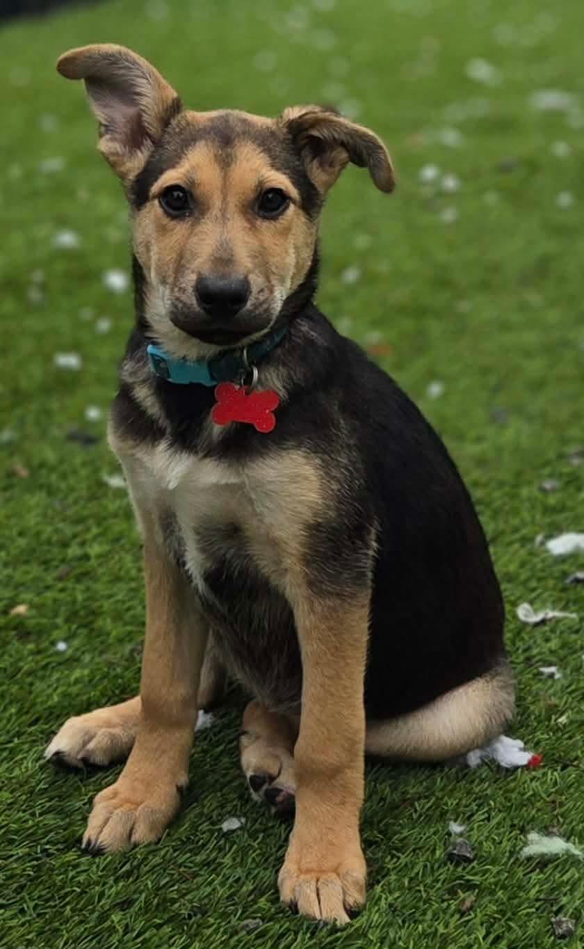 Enlarge Jill , an adoptable mixed breed in Puyallup, WA image 3/5