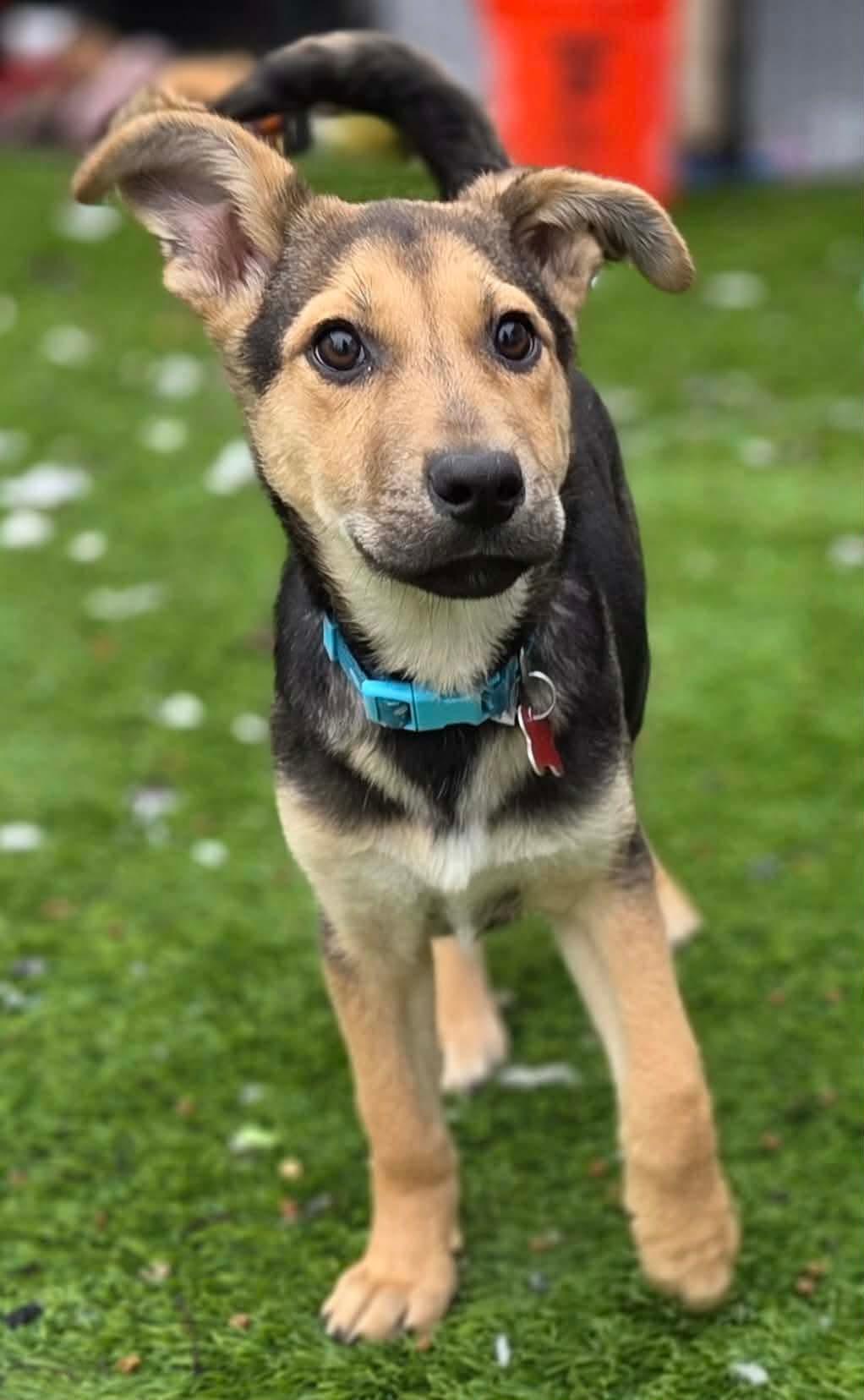 Jill , adoptable, Puppy Female Shepherd.