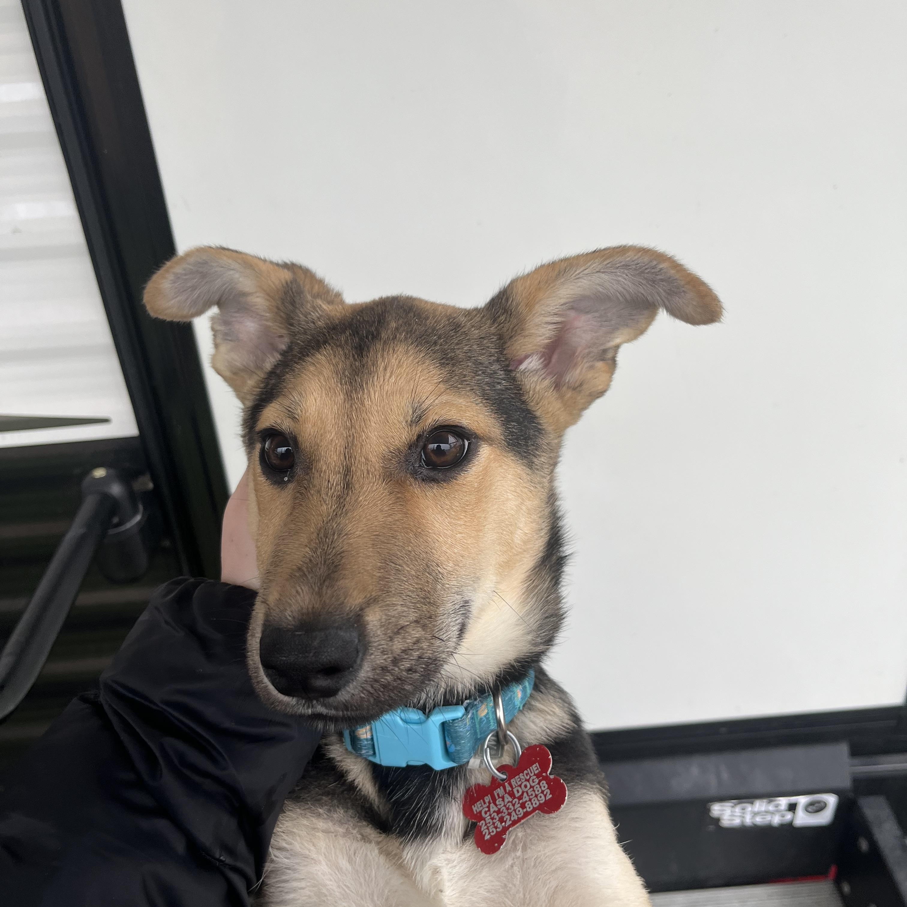 Enlarge Jill , an adoptable mixed breed in Puyallup, WA image 4/5