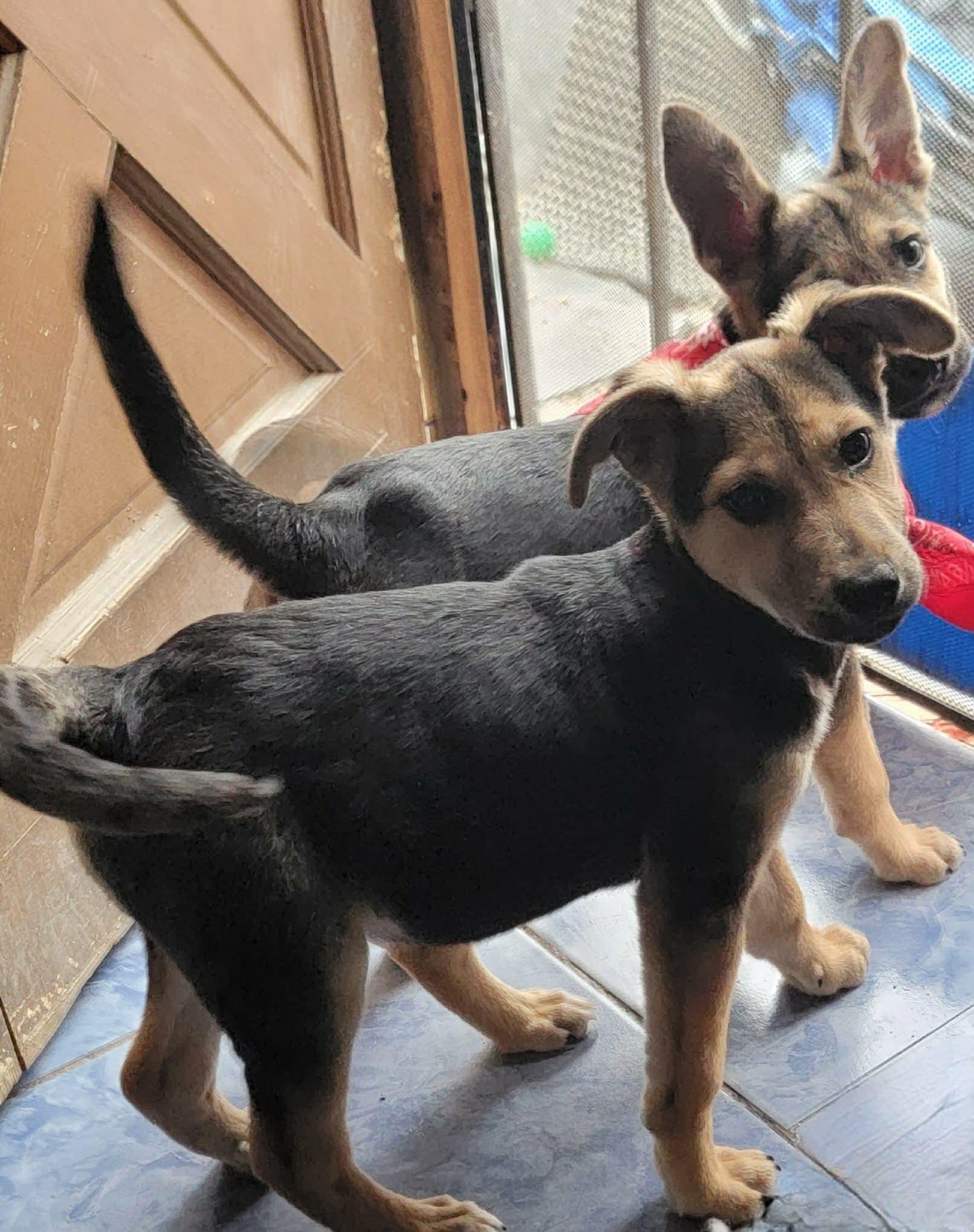 Enlarge Jill , an adoptable mixed breed in Puyallup, WA image 5/5