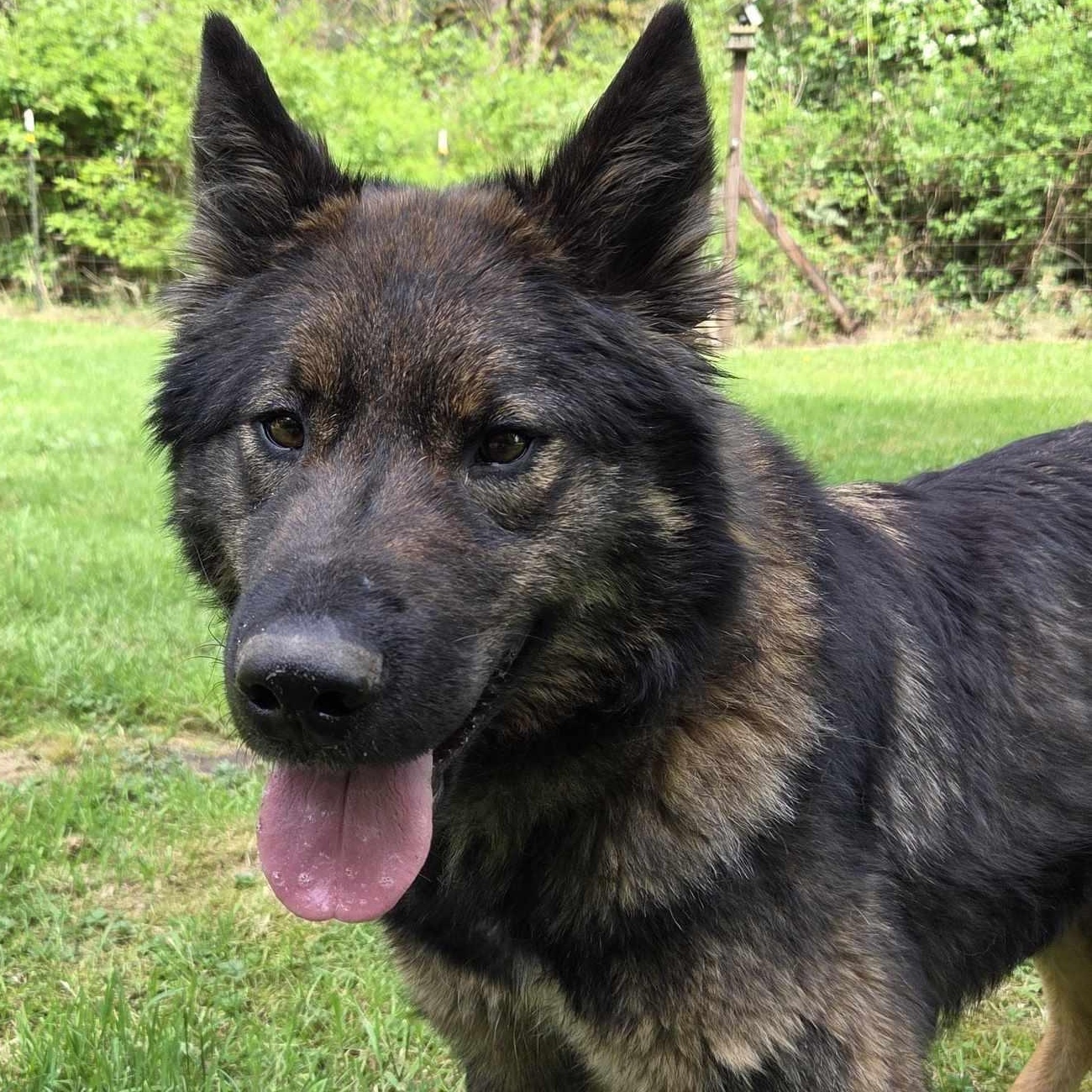 Benjamin- Total Love-, Adoptable, Adult Male Shepherd.