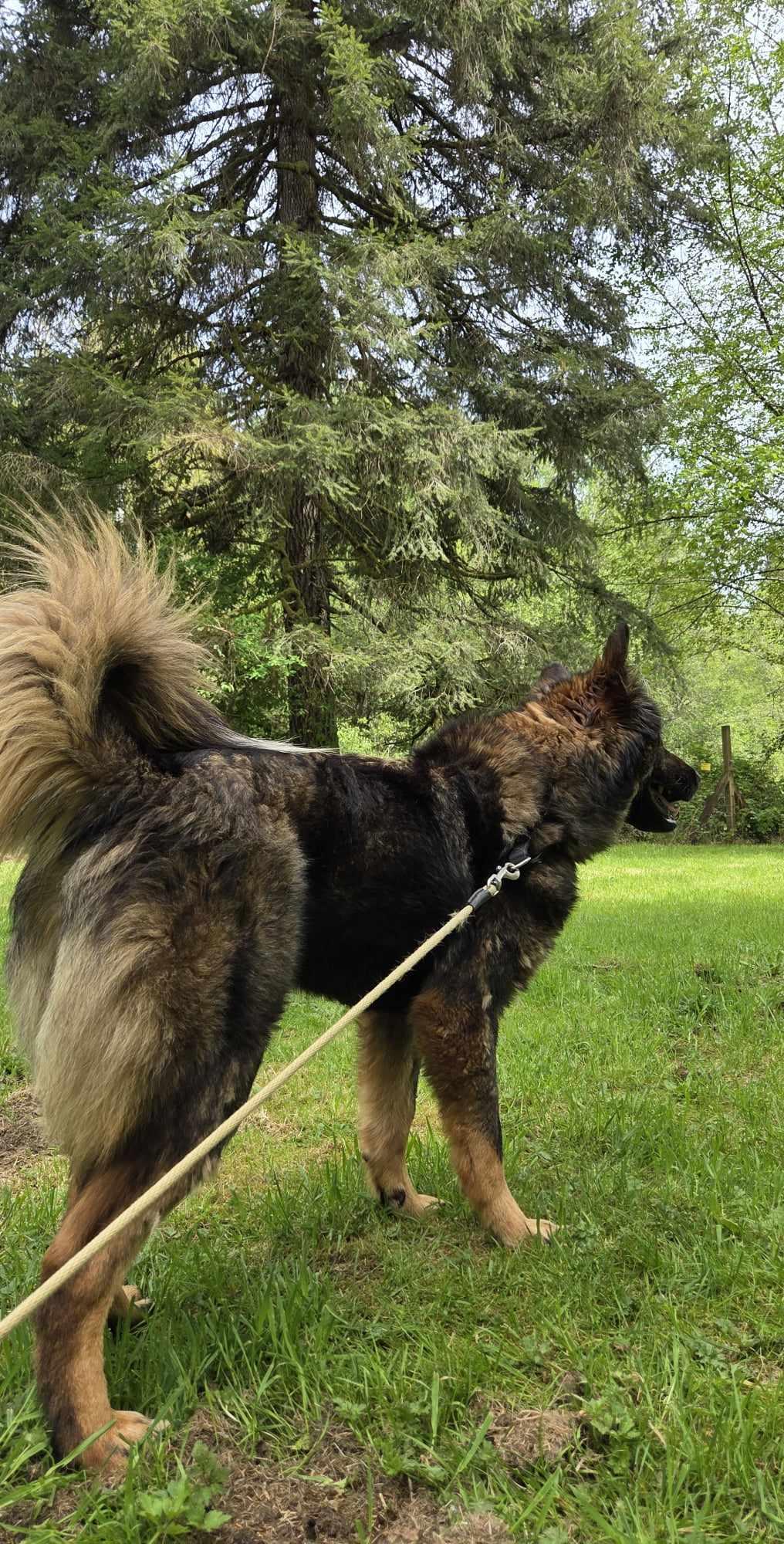 Benjamin- Total Love-, a Adoptable mixed breed in Elma, WA image 6/6