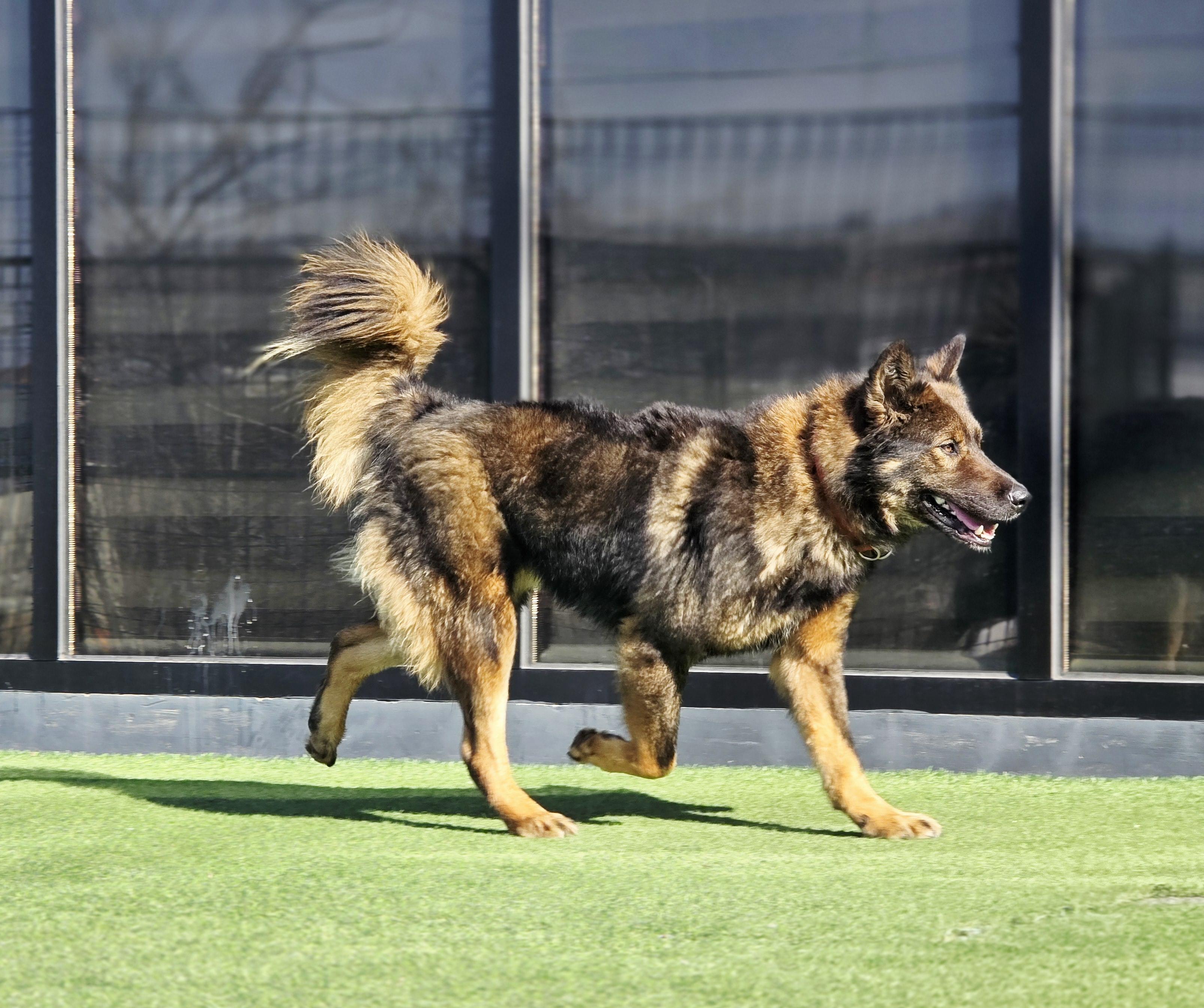 Benjamin- Total Love-, a Adoptable mixed breed in Elma, WA image 5/6