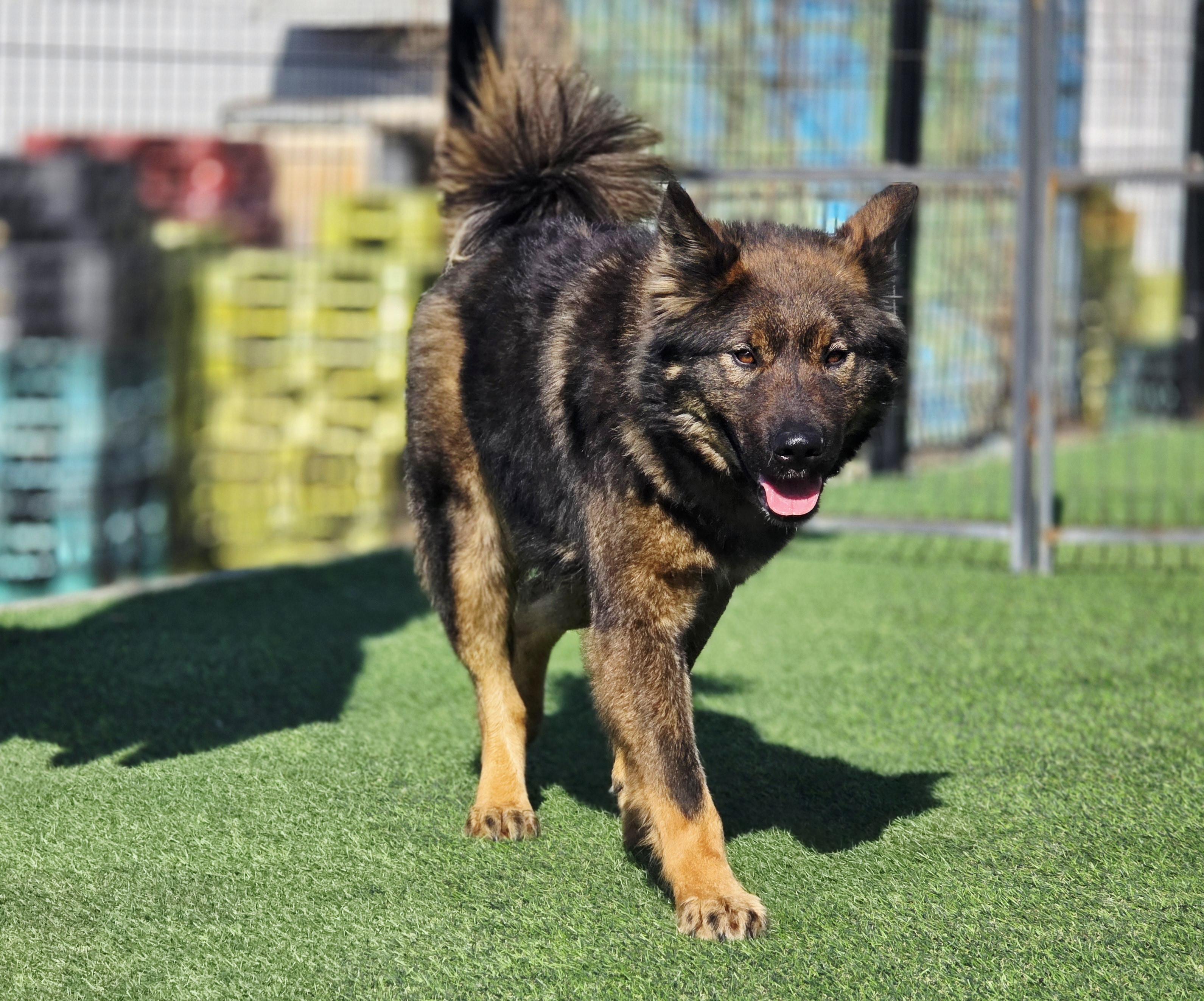 Benjamin- Total Love-, a Adoptable mixed breed in Elma, WA image 4/6