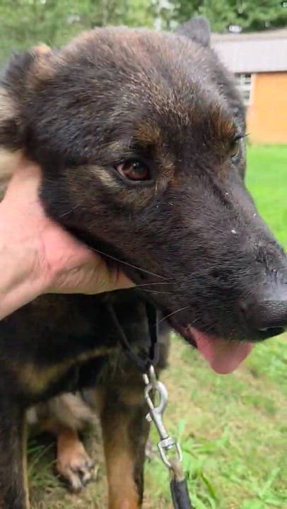 Enlarge Benjamin- Total Love-, a Adoptable mixed breed in Elma, WA video 3/6