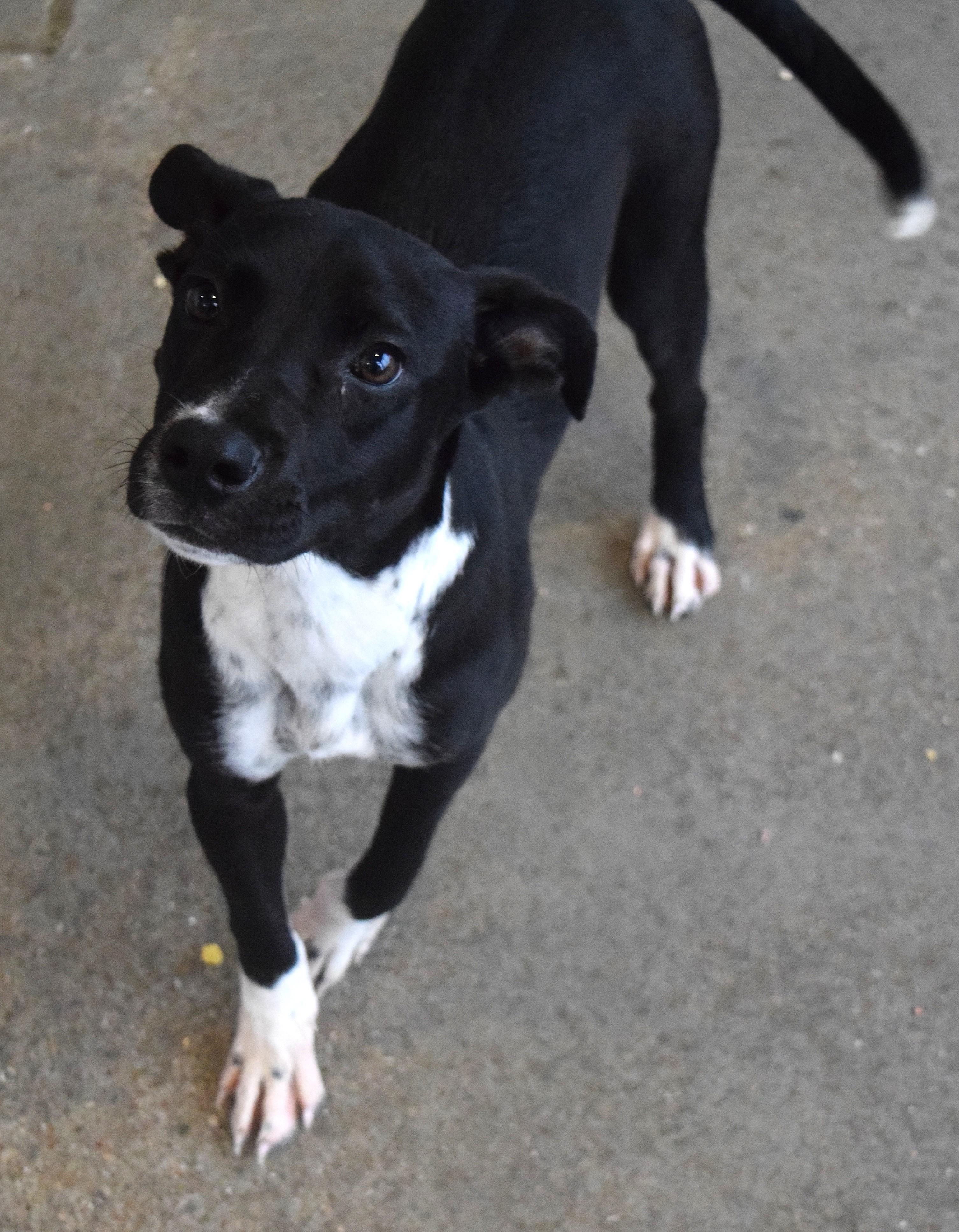 21612 - Adoptable Pet | Petfinder | Petfinder