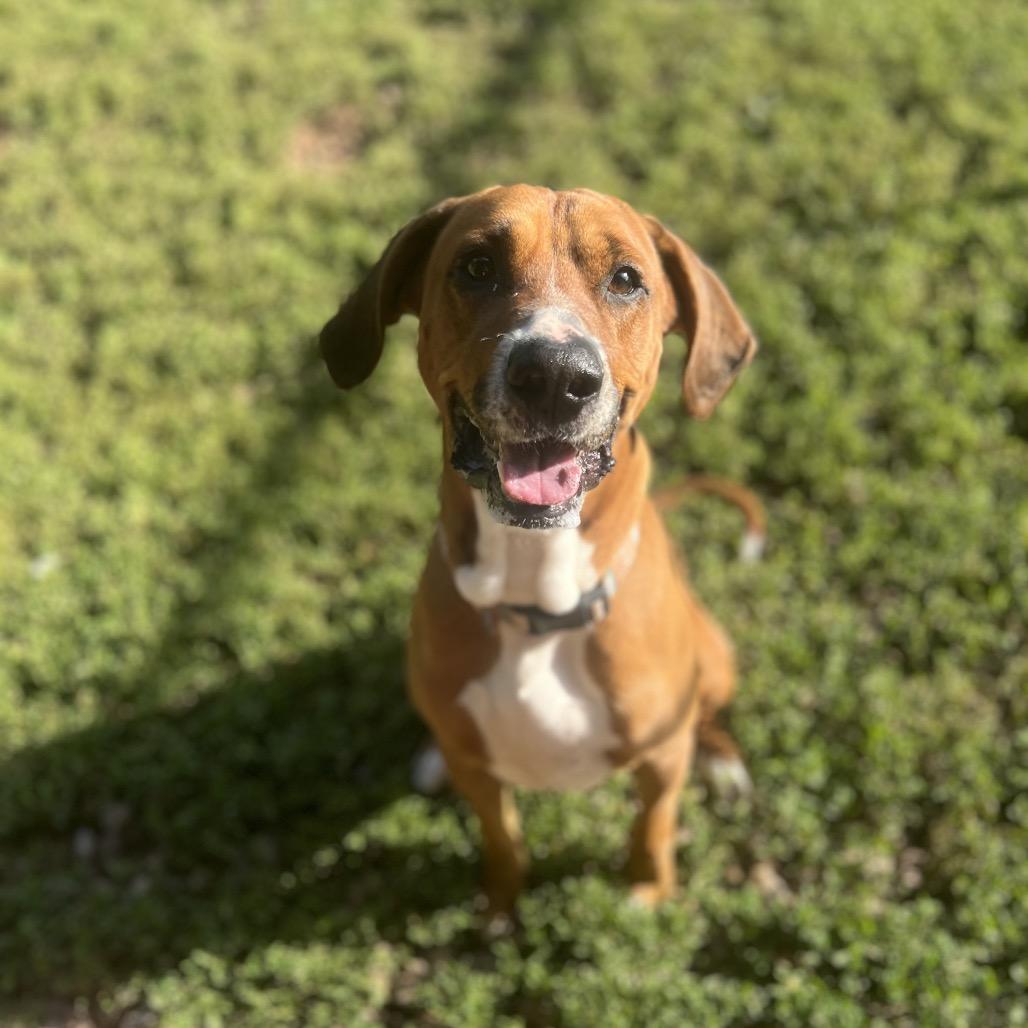 Enlarge Copper, a Adoptable mixed breed in Harrisville, WV image 1/2