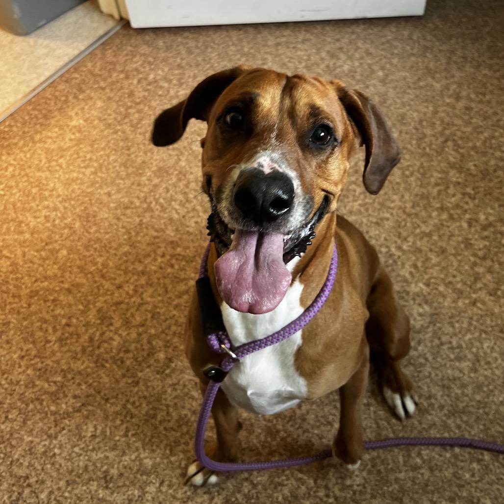 Enlarge Copper, a Adoptable mixed breed in Harrisville, WV image 2/2