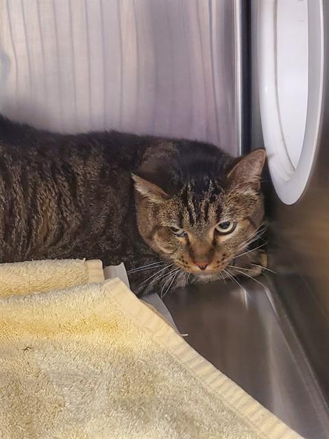 PIPER, Adoptable, Adult Female Domestic Short Hair.