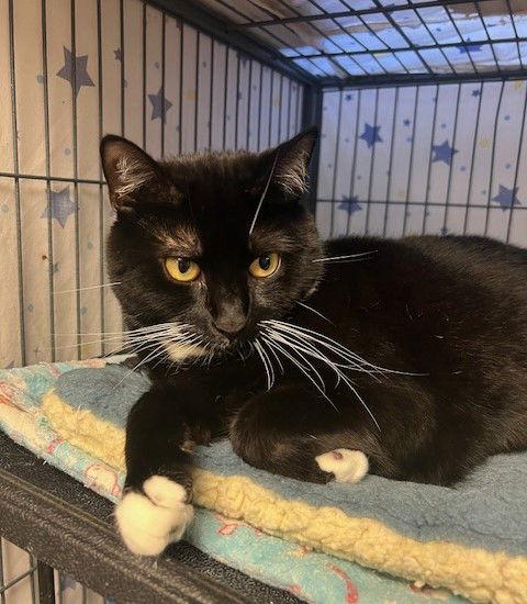 Oreo, a Adoptable mixed breed in Ringwood, NJ image 1/3