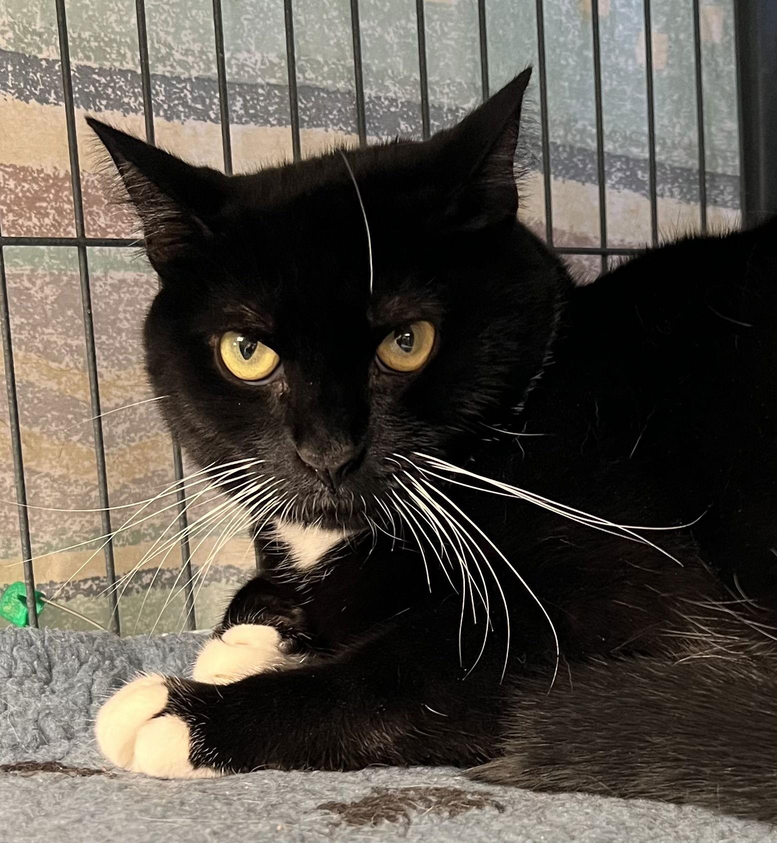 Oreo, a Adoptable mixed breed in Ringwood, NJ image 2/3