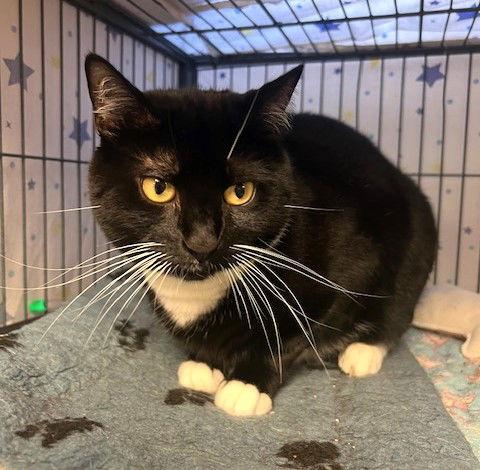 Oreo, a Adoptable mixed breed in Ringwood, NJ image 3/3