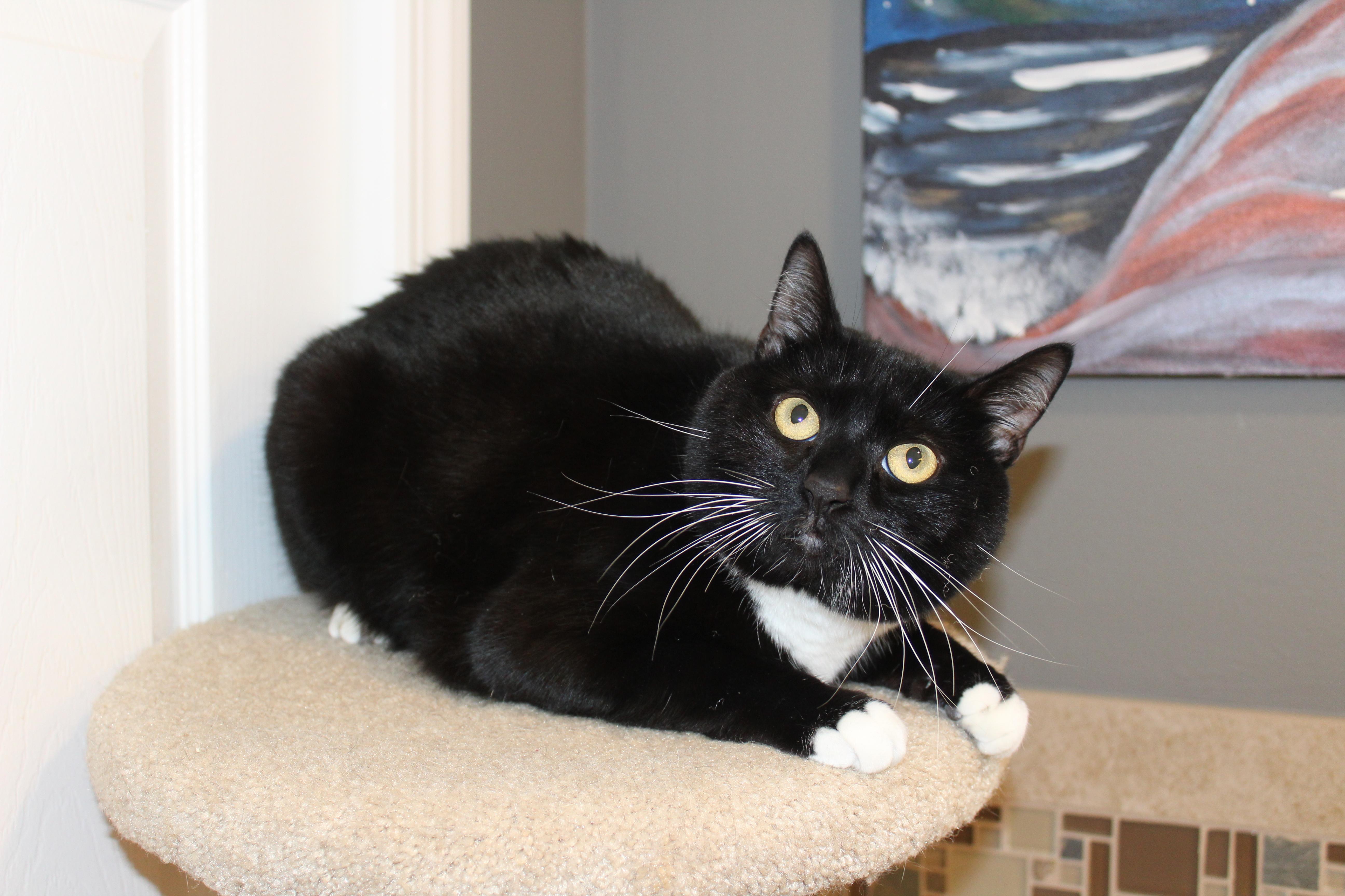 Enlarge Oreo, a Adoptable mixed breed in Ringwood, NJ image 2/5