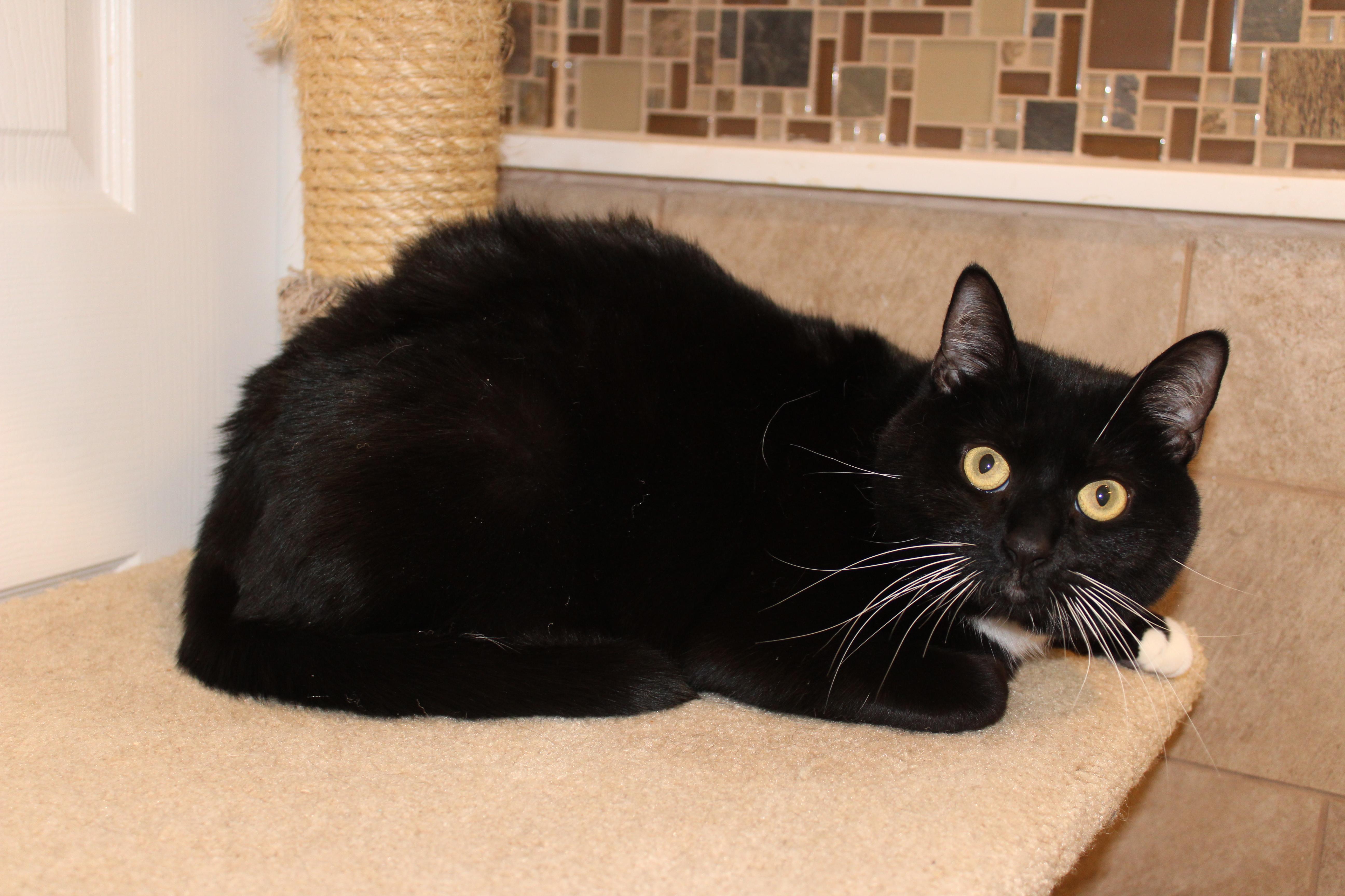 Enlarge Oreo, a Adoptable mixed breed in Ringwood, NJ image 3/5