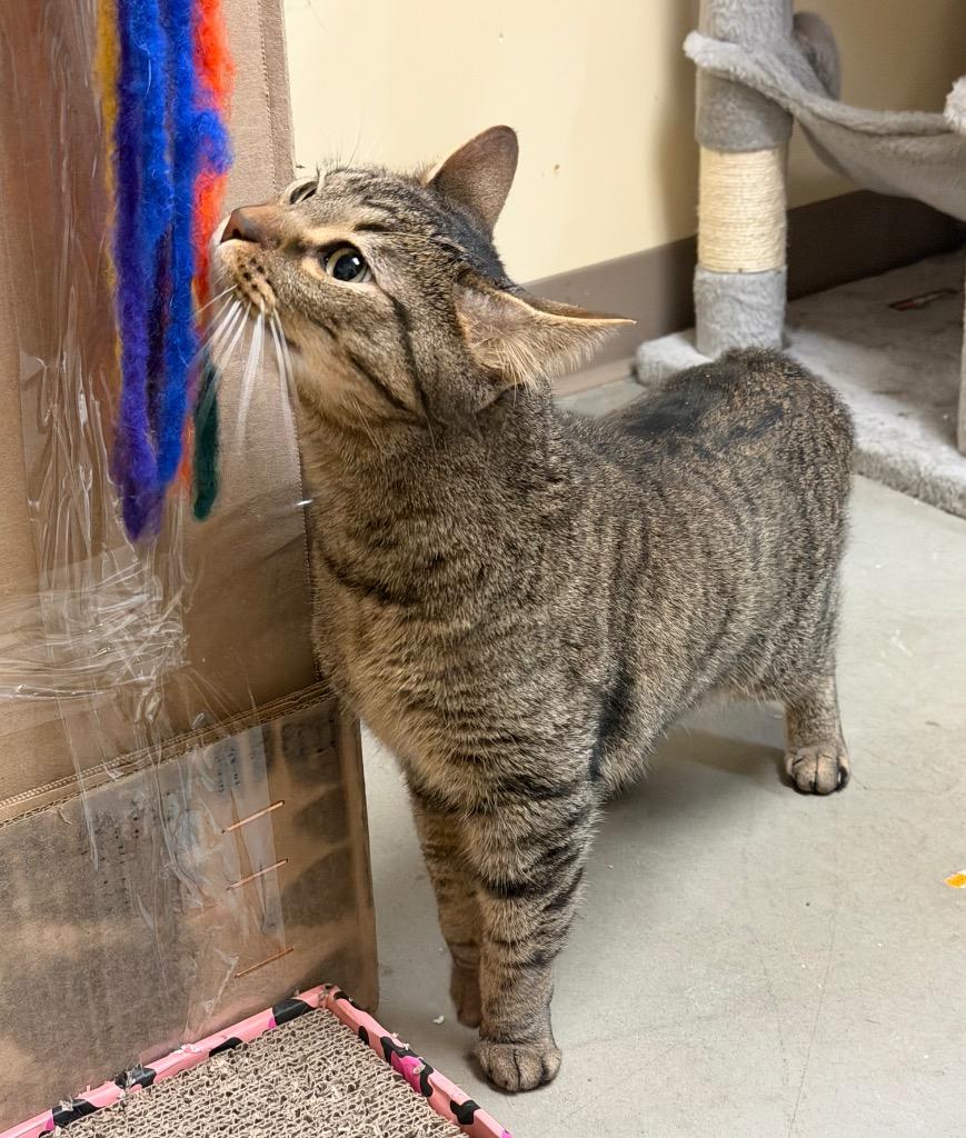 Apollo, Adoptable, Young Male Domestic Short Hair.