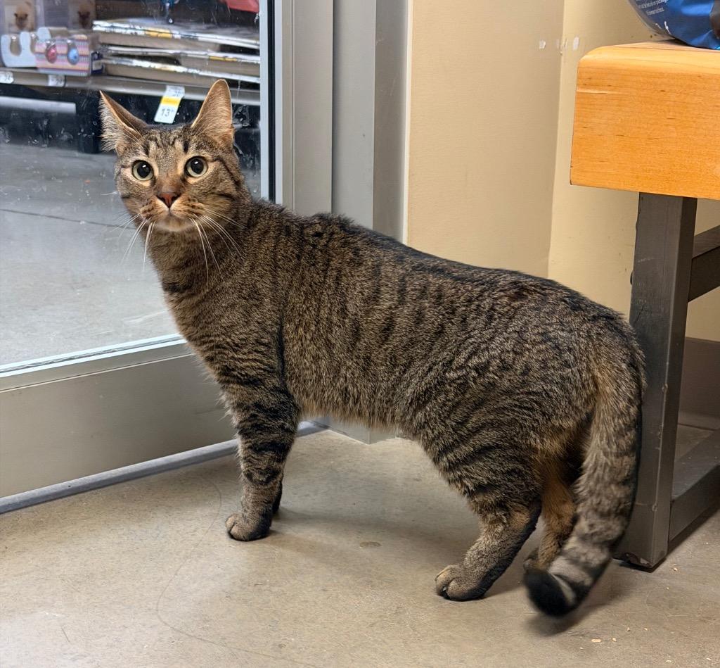 Enlarge Apollo, a Adoptable mixed breed in Fort Oglethorpe, GA image 2/5