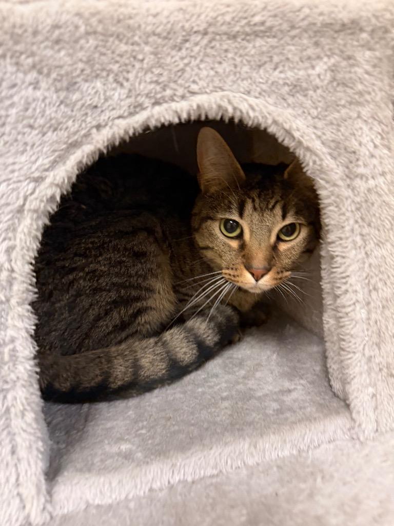 Enlarge Apollo, a Adoptable mixed breed in Fort Oglethorpe, GA image 3/5