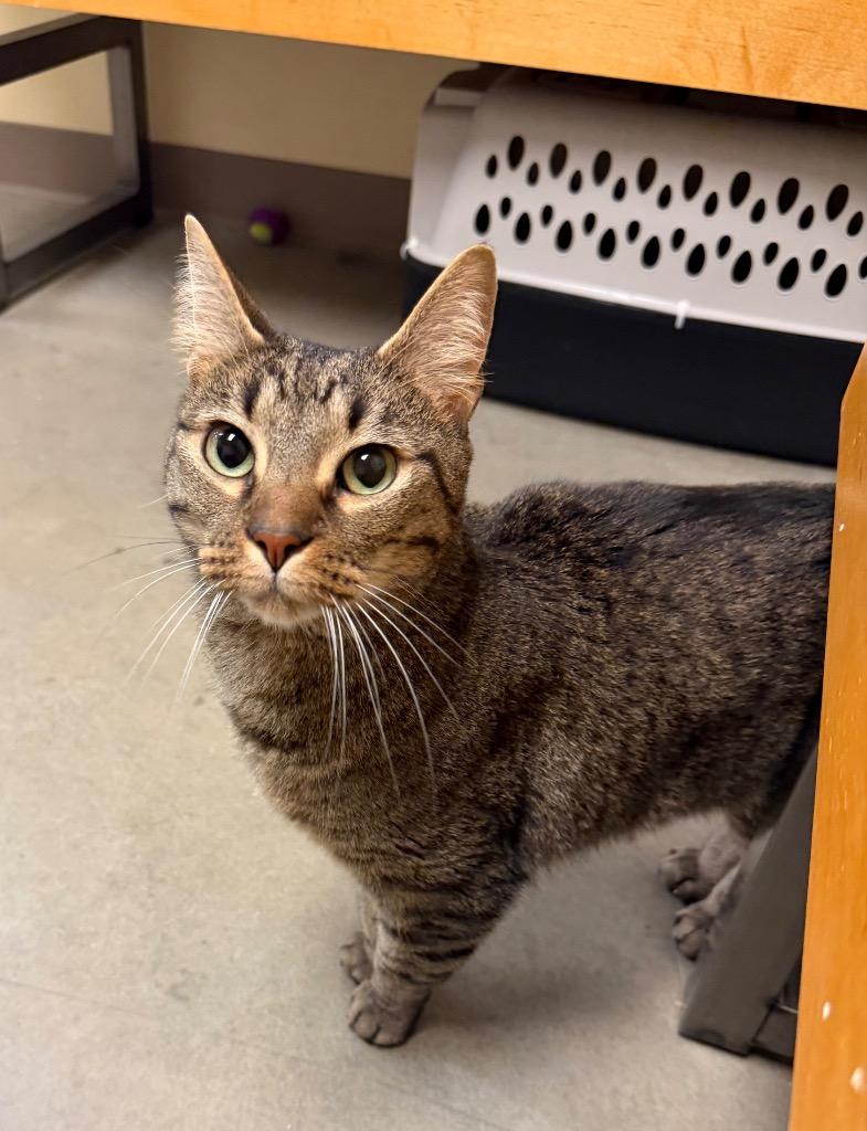 Enlarge Apollo, a Adoptable mixed breed in Fort Oglethorpe, GA image 4/5