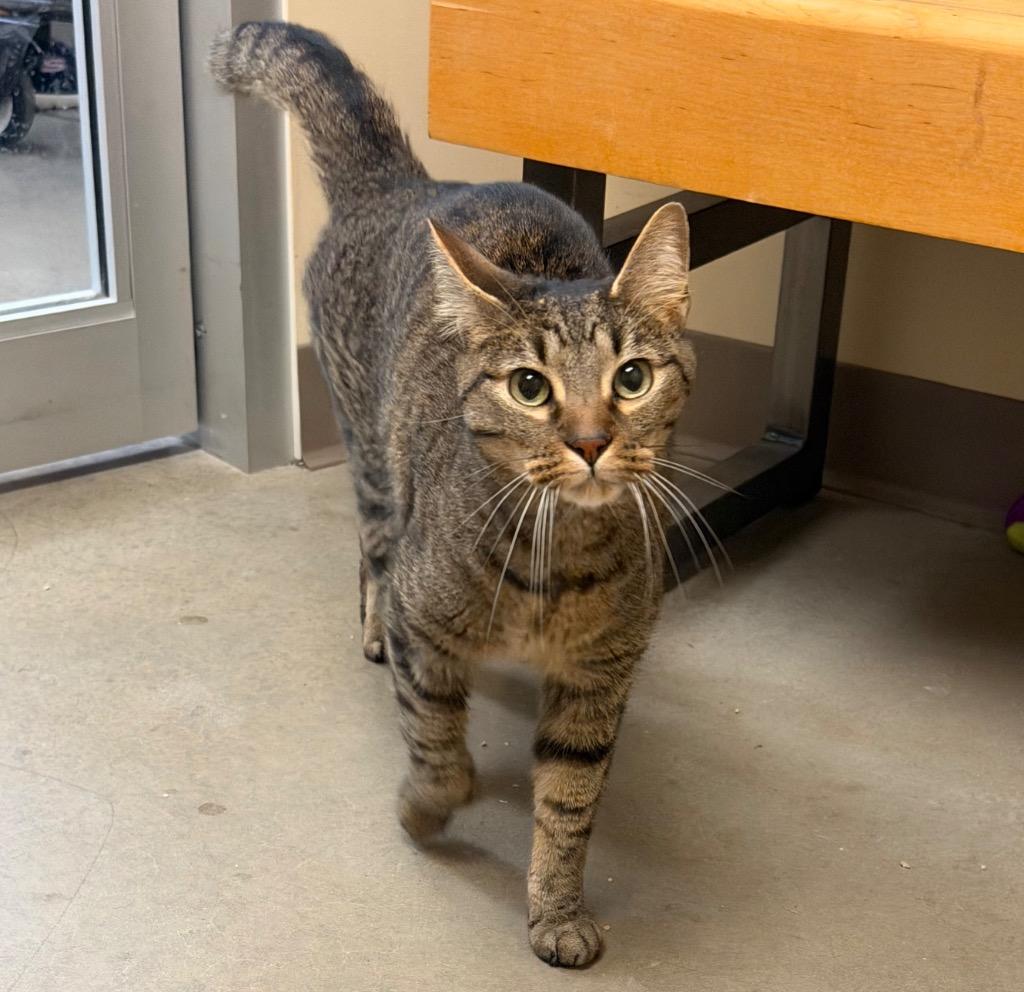 Enlarge Apollo, a Adoptable mixed breed in Fort Oglethorpe, GA image 5/5