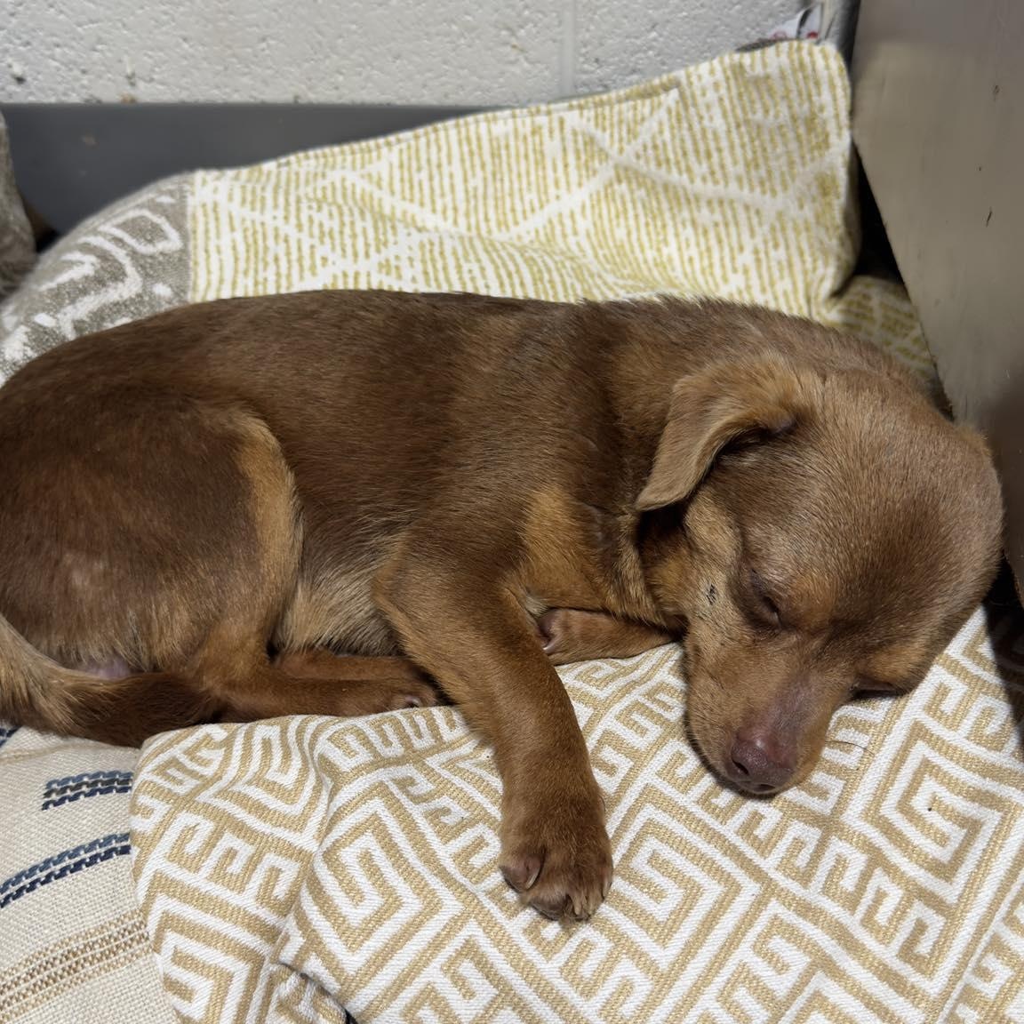 Rusty, ADOPTABLE, Young Male Chihuahua.