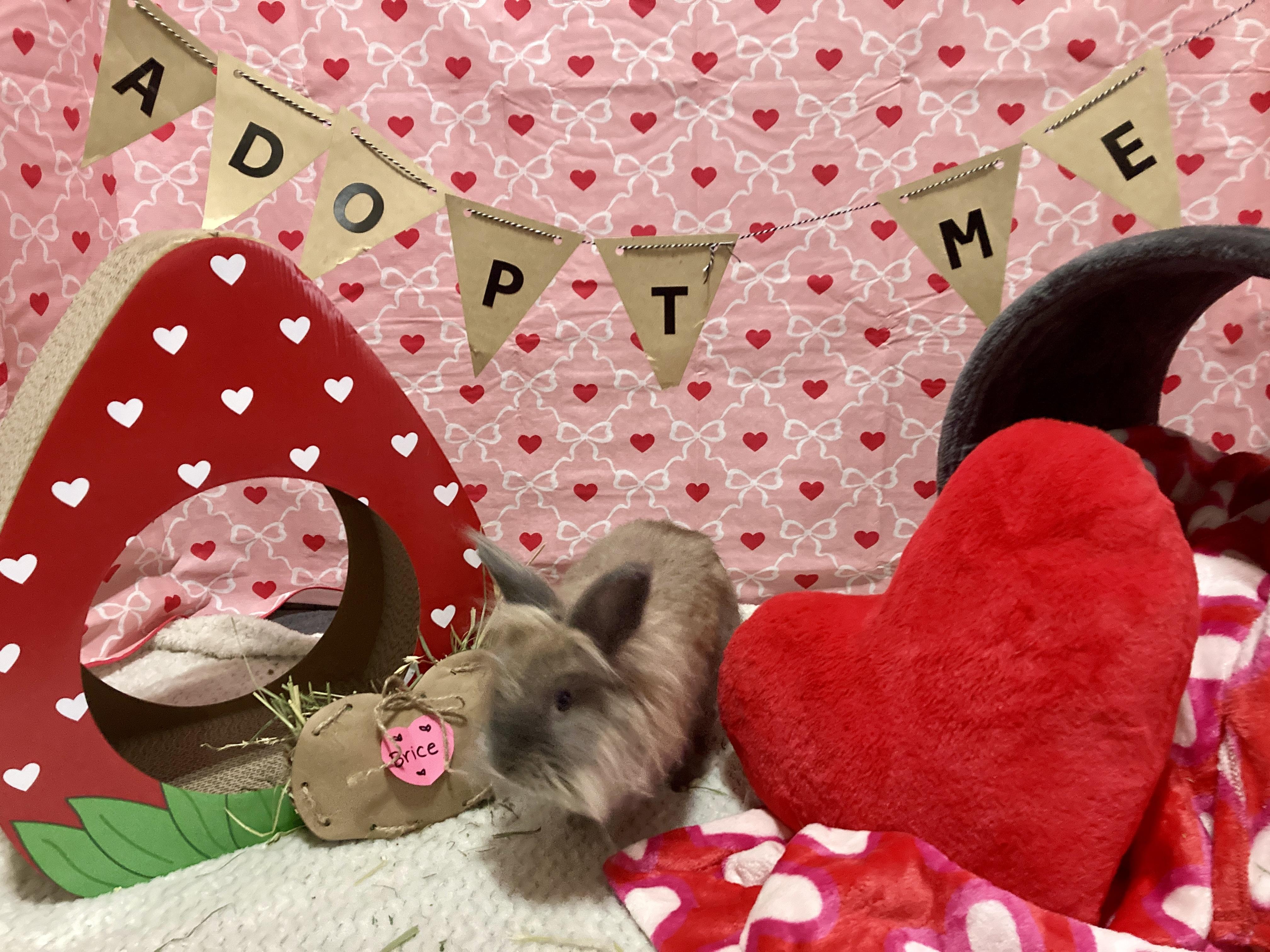 Enlarge Brice, a Adoptable Lionhead in Little Rock, AR image 3/6