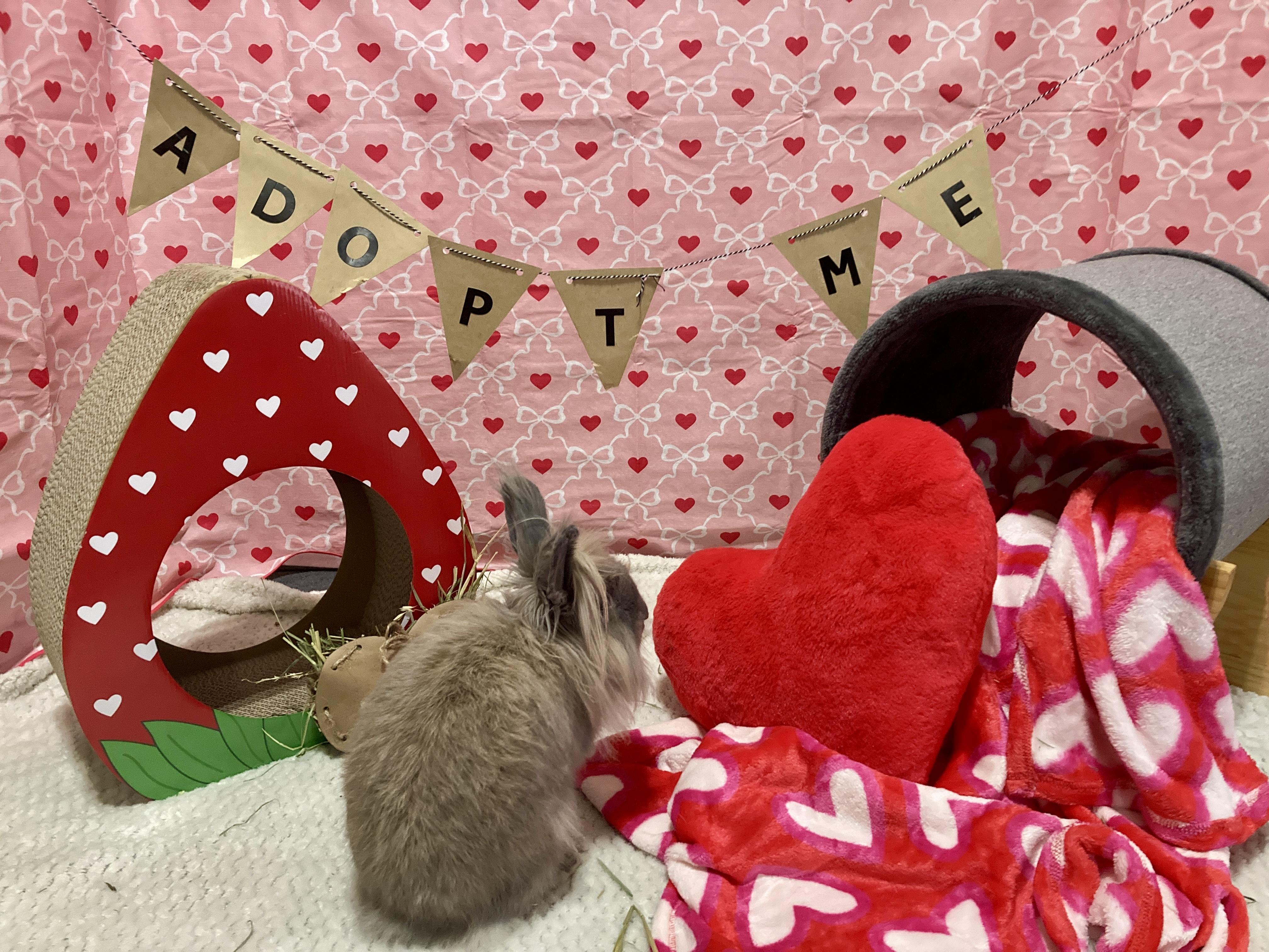 Enlarge Brice, a Adoptable Lionhead in Little Rock, AR image 4/6